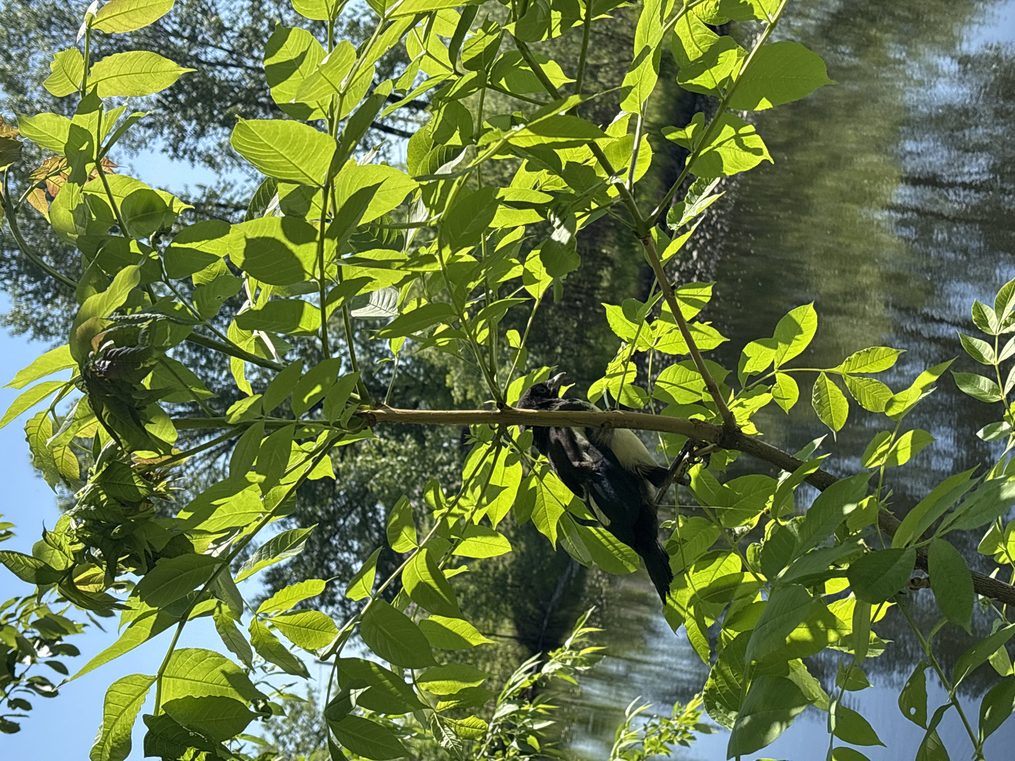 The image shows a bird perched on a branch in front of a body of water, possibly a lake or river. The bird appears to be a magpie, with its black and white plumage clearly visible. The leaves of the tree branch are bright green and catch the sunlight, creating a dappled effect. The water in the background reflects the sky and surrounding trees, adding depth to the scene. The image captures a moment in nature, with the bird as the central subject and the environment providing a peaceful backdrop.