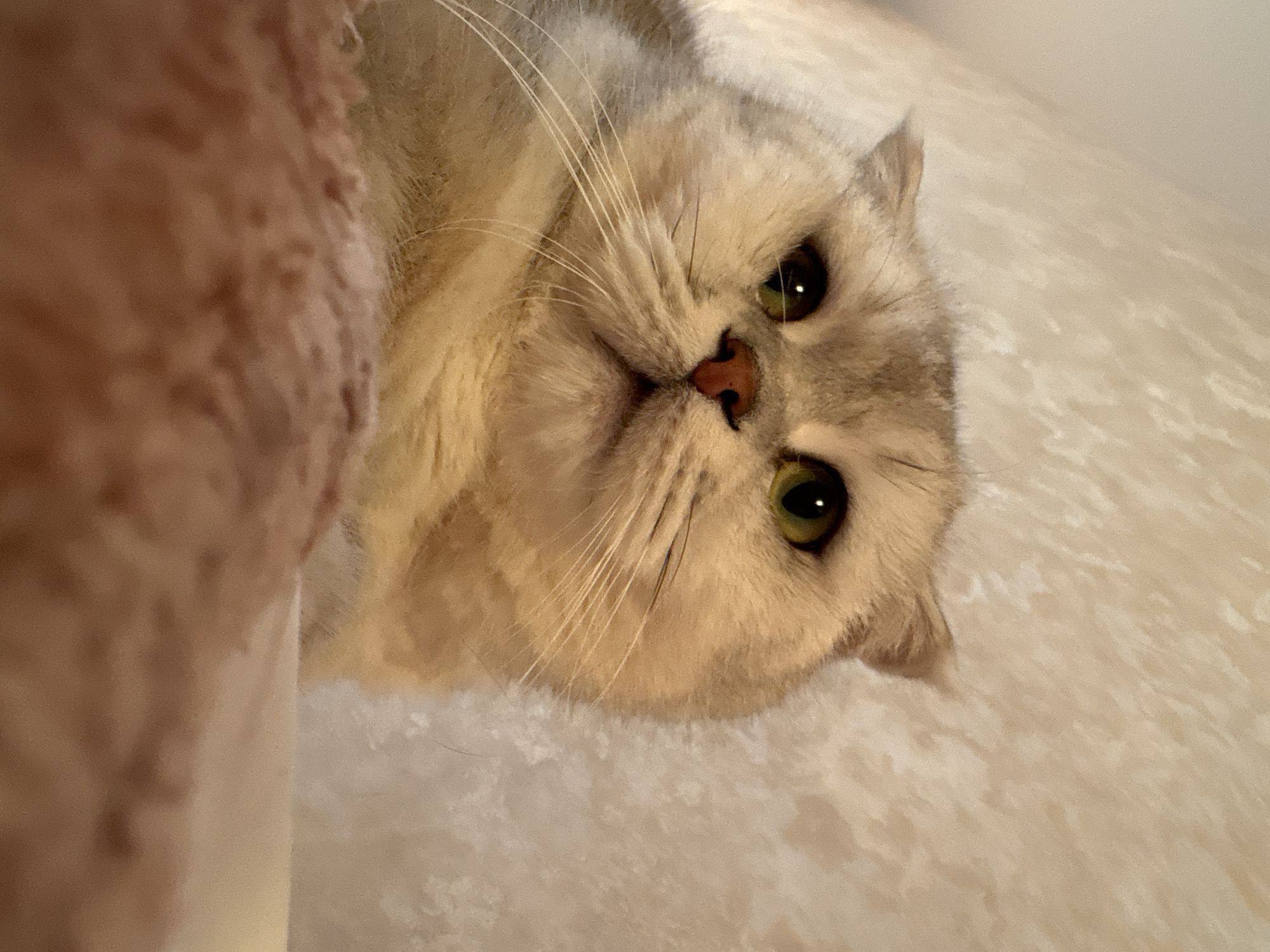 The image is a close-up, overhead shot of a light-colored cat with green eyes, lying on a textured, light-colored surface. The cat's head is tilted, with its face prominently featured in the center of the frame. Its fur appears soft and slightly fluffy, with a mix of light gray and cream tones. The cat's nose is a delicate pink, and its whiskers are long and white, fanning out from its muzzle. The background is a soft, blurred texture that suggests a comfortable, indoor setting. The lighting is warm and diffused, indicating it's likely daytime, possibly indoors with artificial light. The cat's expression is calm and perhaps a little curious, with its gaze directed towards the viewer. There is a portion of a fuzzy, reddish-brown object in the upper left corner of the image, which is out of focus and appears to be part of the cat's environment, possibly a toy or a piece of furniture. The overall mood of the image is peaceful and intimate.