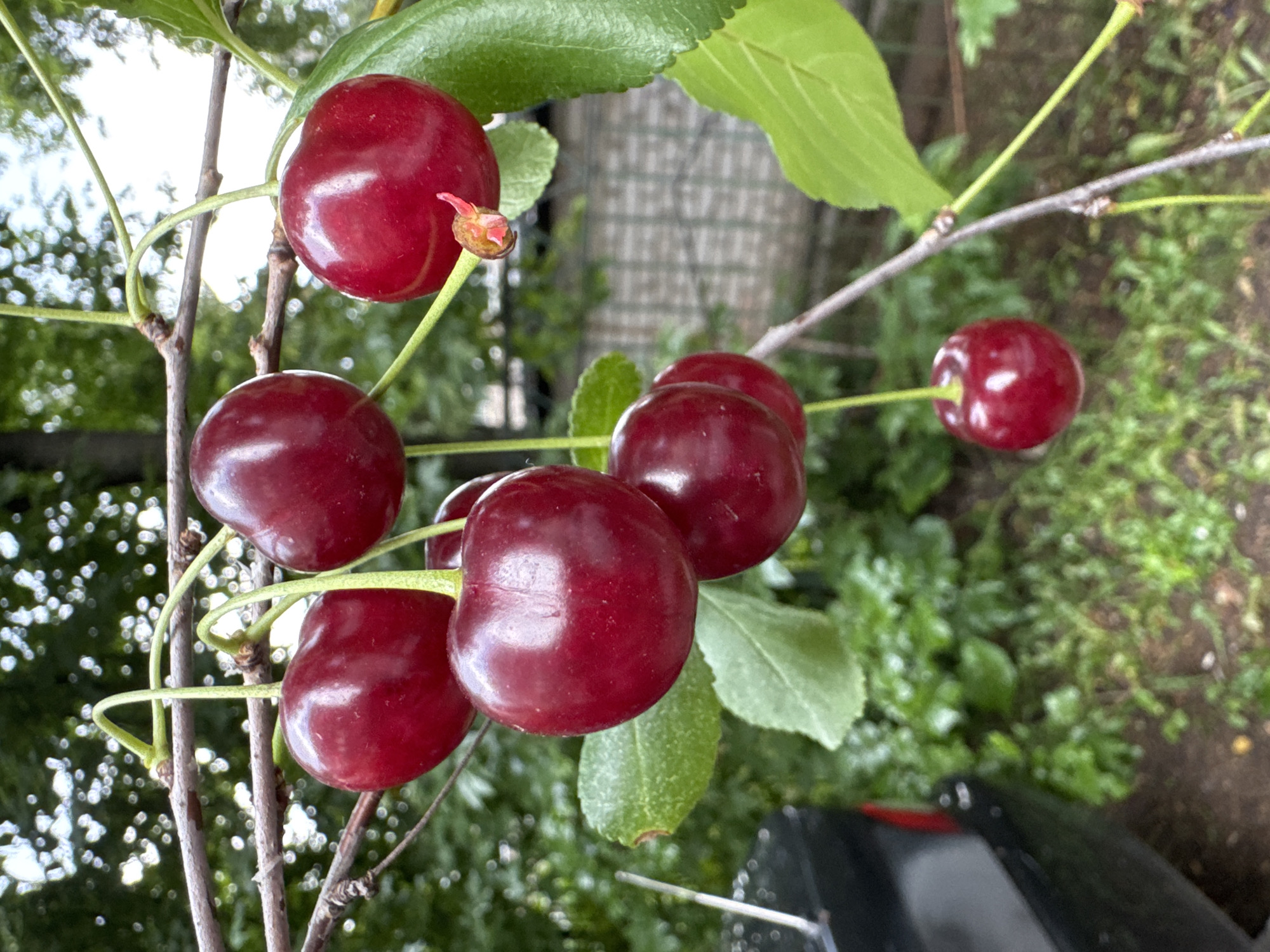 In the foreground, a cluster of ripe, dark red cherries hangs from a branch. The cherries are plump and shiny, with visible stems. Some leaves are present, a vibrant green. The background is softly blurred, showing a mixture of trees and greenery, indicating an outdoor setting. To the left, a portion of a dark-colored vehicle is visible, possibly a car. The overall scene suggests a natural, possibly domestic, environment. The image does not contain enough visual information to determine the specific location within Ufa, Russia.