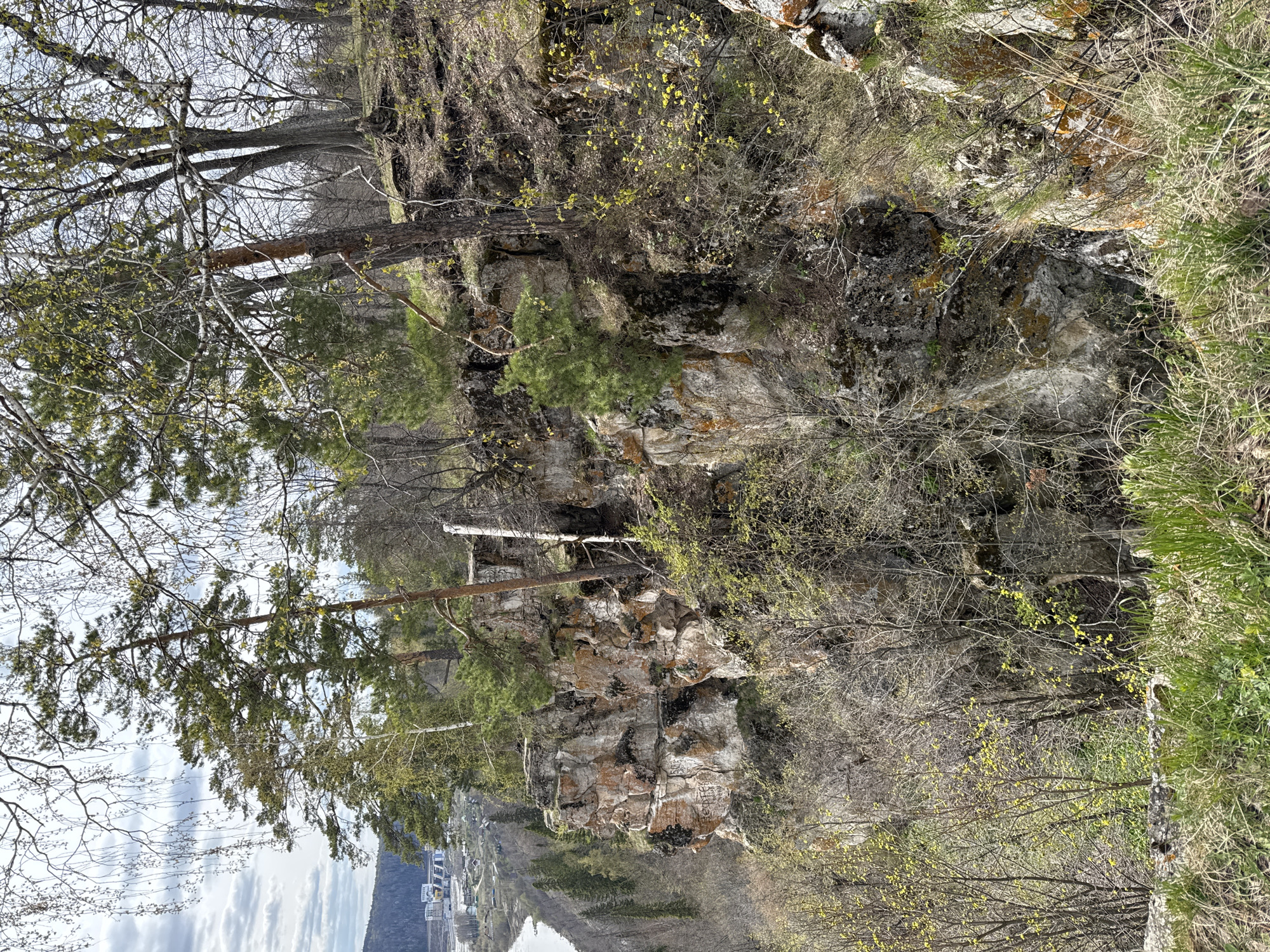 This image presents a panoramic view of a natural, rocky landscape, likely a hillside or cliffside, overlooking a body of water and a distant settlement. The scene is dominated by a mix of deciduous trees, many still bare with some showing early spring buds, and coniferous trees with green needles. Exposed rock formations and cliff faces, exhibiting various shades of grey, brown, and black from moss and lichen, are prominent throughout the foreground and midground. Some shrubs with bright yellow blossoms or early foliage are also visible, indicating the season is early spring.
In the distance, a calm body of water, possibly a river or reservoir, stretches across the lower part of the frame, reflecting the cloudy sky. Along the far bank of the water, a cluster of buildings forms a settlement or town, characterized by some distinct white structures and other industrial-looking elements. The sky above is partially cloudy, suggesting a daytime setting, possibly late morning or early afternoon, with diffused natural light.
There are no people or specific activities depicted, emphasizing the serene and untouched natural beauty of the area. The image provides a tranquil glimpse of the landscape near Pavlovka, Russia, showcasing the transition from winter to spring. No visible text is present within the image.
