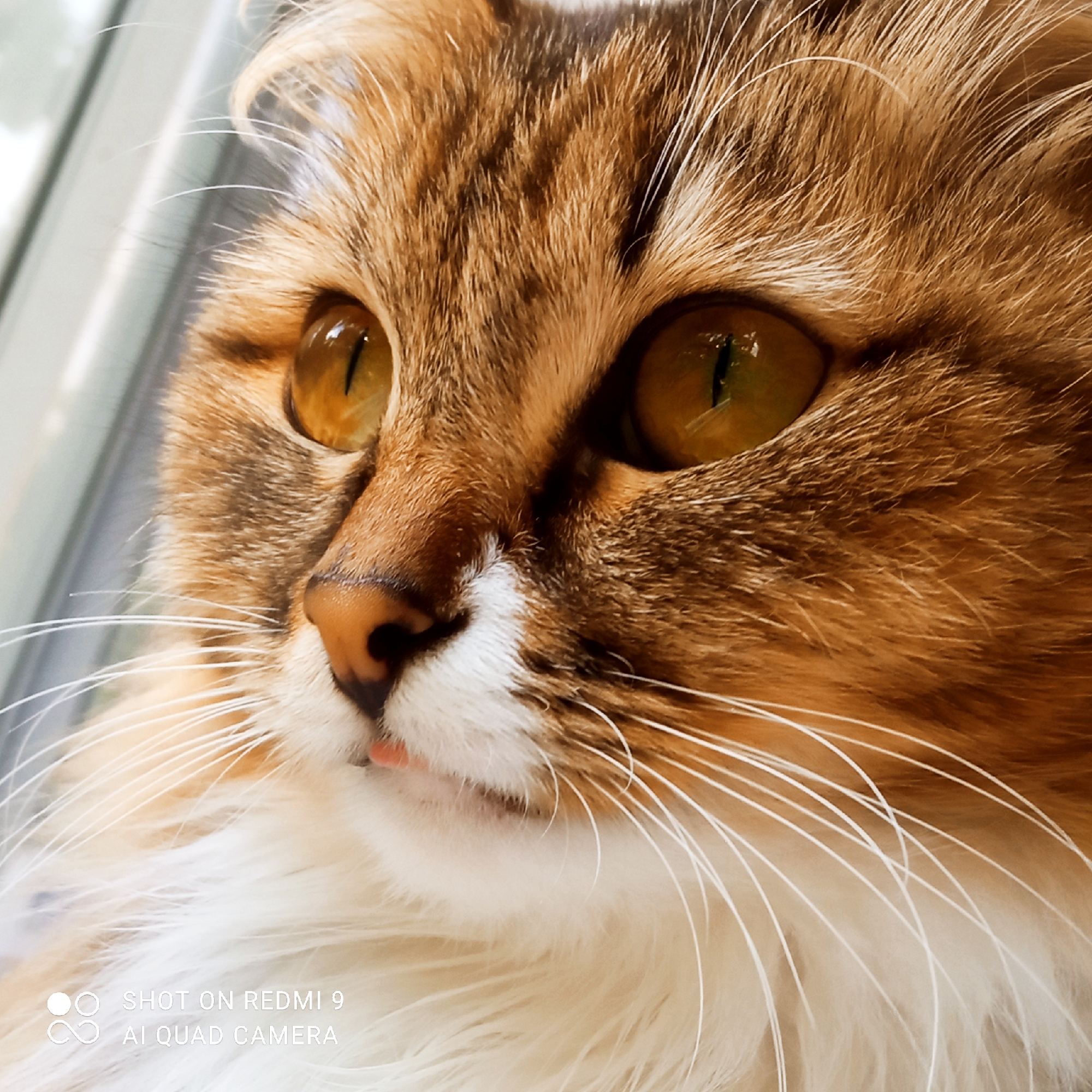 A close-up, eye-level shot features the face of a brown and white cat. The cat's head is turned to the left, with its bright amber eyes looking off into the distance. Its fur is a mix of brown, orange, and white, with distinct tabby markings on its forehead. The cat's whiskers are long and white, fanning out from its muzzle. A small pink tongue is visible, slightly protruding from its mouth. The background is blurred, suggesting the cat is indoors, possibly near a window. The image captures the cat in a moment of apparent curiosity or contemplation.