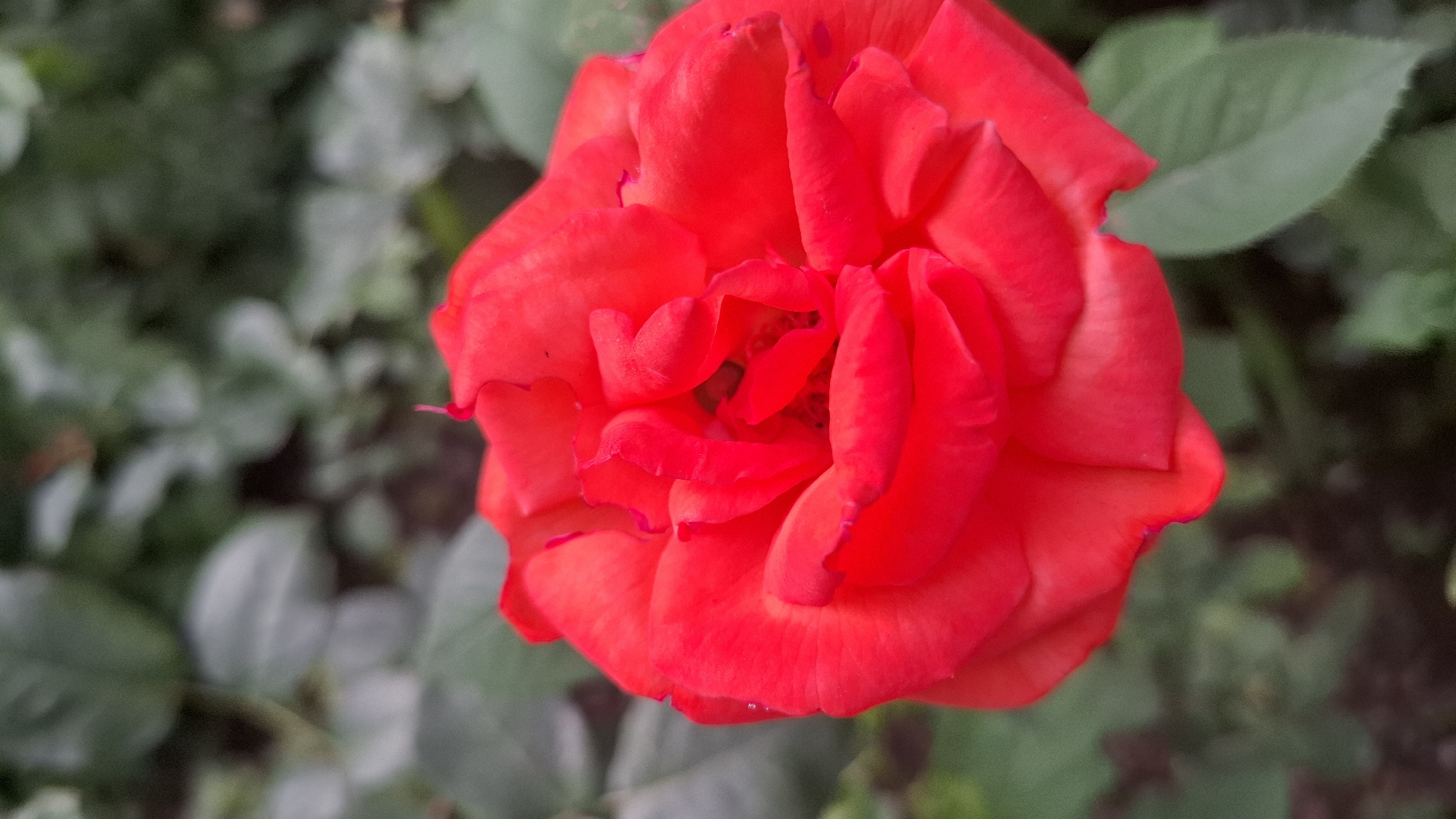 A close-up shot of a bright red rose in full bloom focuses on the textured petals, which are layered and folded. The background is softly blurred, showing hints of green foliage, suggesting the rose is outdoors in a garden setting. The scene does not contain any people or specific identifiable landmarks of Шұбарсу, Kazakhstan. The lighting appears to be natural daylight.