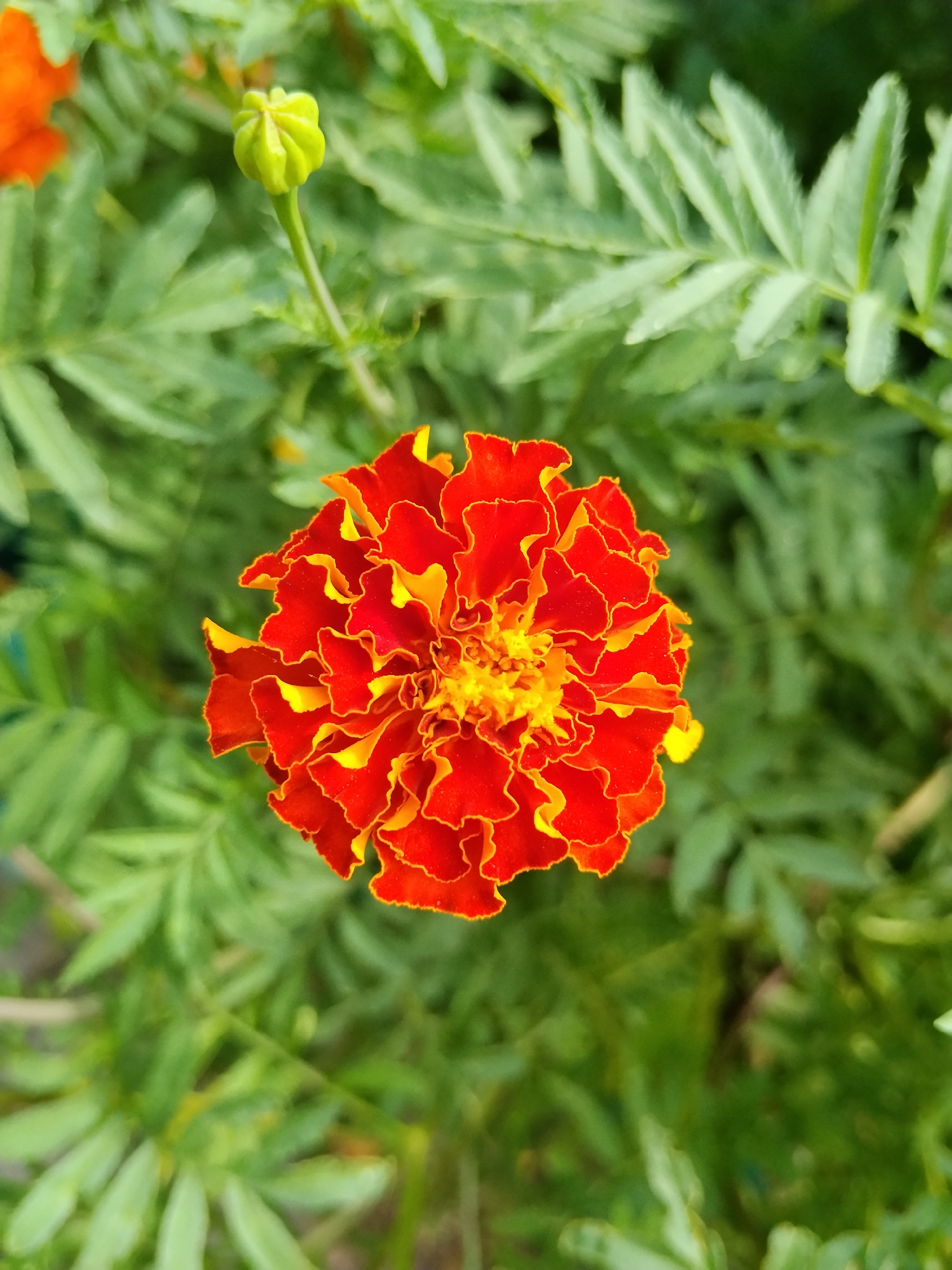 The image shows a close-up of a bright orange and yellow marigold flower in bloom, set against a blurred background of green foliage. To the upper left of the flower, a small green bud is visible. The lighting suggests it is daytime. The scene is natural, likely in a garden or park setting. There is no indication of Kokshetau, Kazakhstan, or any specific urban features.