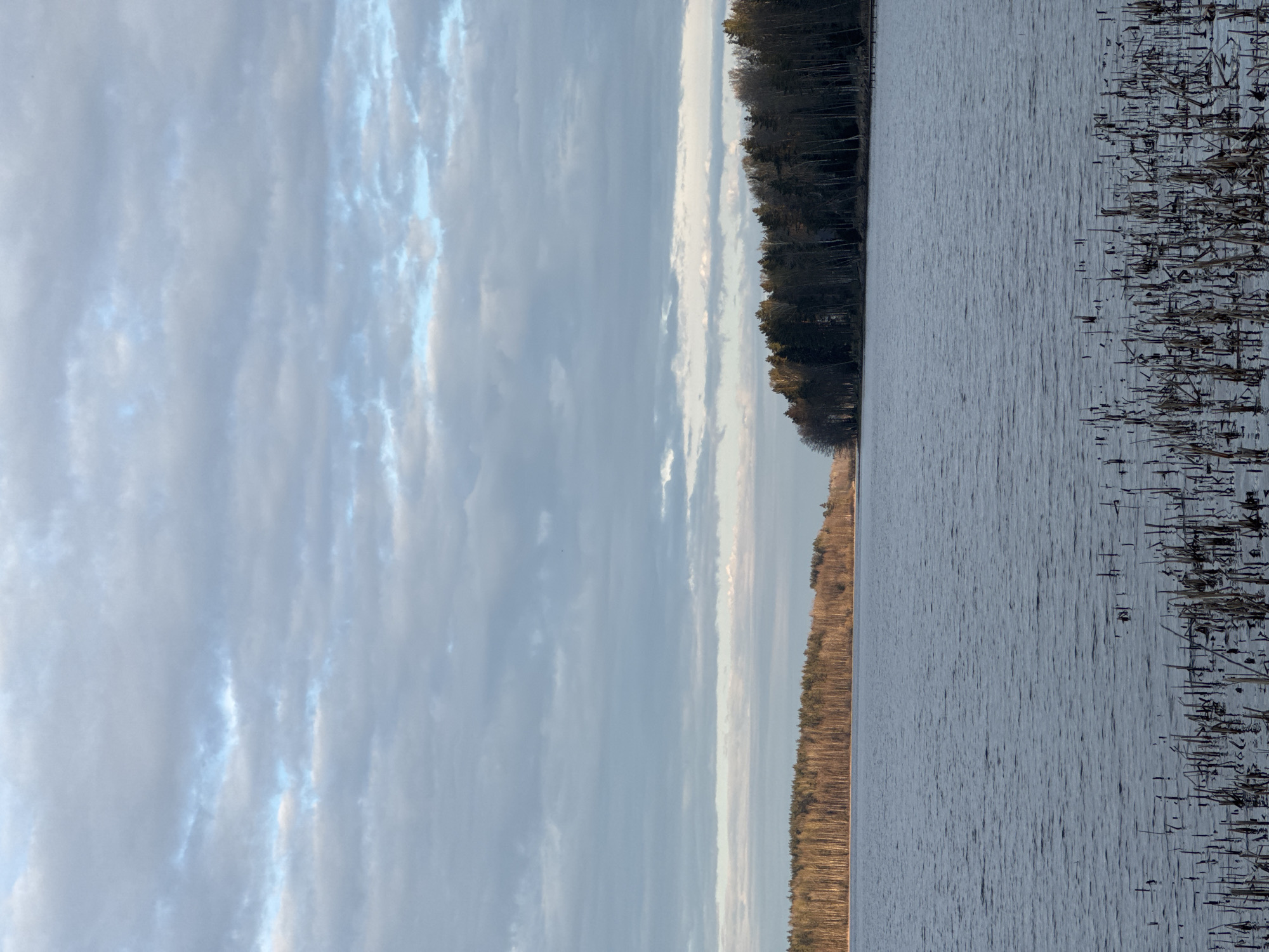 The image shows a landscape with a body of water, possibly a lake, occupying the right half of the frame. The water surface displays gentle ripples. Stalks of reeds or similar vegetation emerge from the water along the right edge. A line of trees, varying in height and color from dark green to light brown, stretches along the shoreline separating the water from the sky. The sky fills the left half of the image with a combination of light blue and gray clouds. The image appears to be taken during daylight hours. The location is likely a lake near a forested area in Aleksandrovka, Russia. The image contains no people or interactions between entities.
