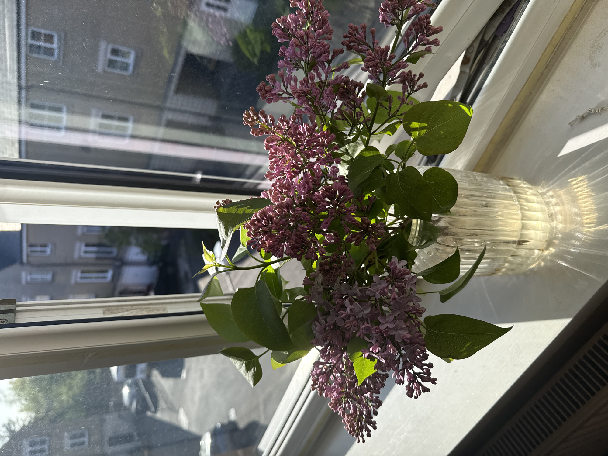 A vase of lilac flowers sits on a windowsill inside a building. The flowers are a mix of purple and green and are arranged in a clear glass vase. Sunlight streams in through the window, casting shadows across the windowsill. The reflection of buildings can be seen in the glass. The image was taken from an elevated perspective, looking slightly down at the flowers. The location is inferred to be Great Yarmouth, United Kingdom, but this is not directly discernible from the image itself.