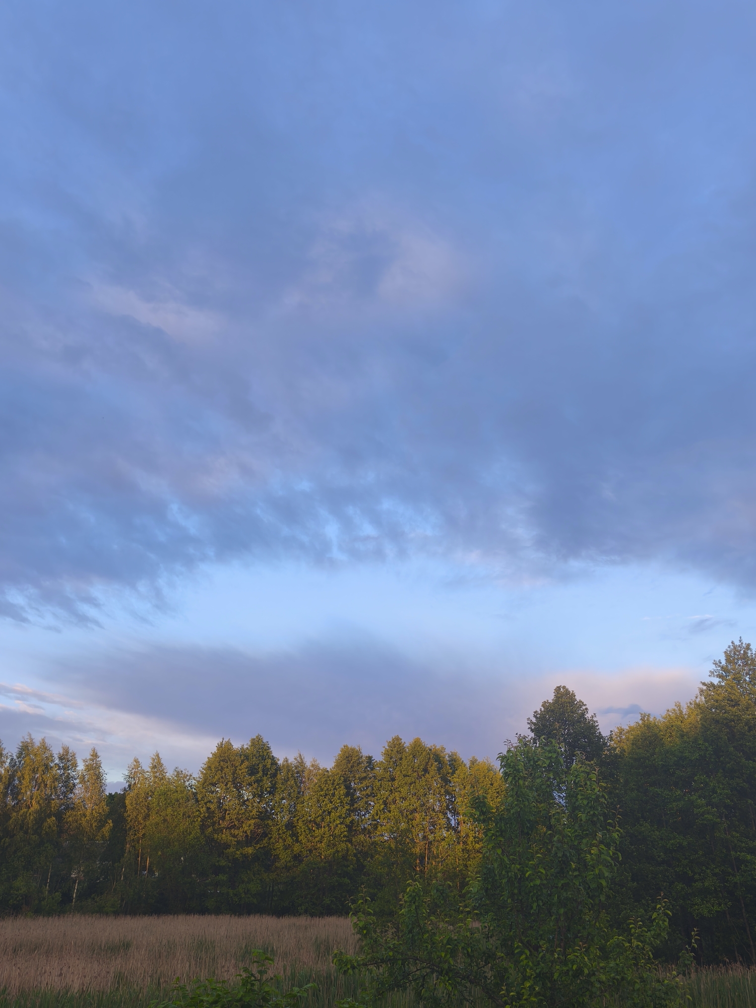 The image shows a landscape scene with a dense line of trees in the middle ground, separating a field of dry grass in the foreground from a sky filled with clouds in the background. The trees are a mixture of deciduous species, with varying shades of green foliage, and some appear to be illuminated by sunlight. The sky is a pale blue with streaks of gray and pinkish hues, suggesting it might be early morning or late evening. The field in the foreground is covered with tall, dry, golden-brown grass. The scene is devoid of any people or man-made structures, indicating a natural or rural setting. The location is identified as Парэчча, Belarus.