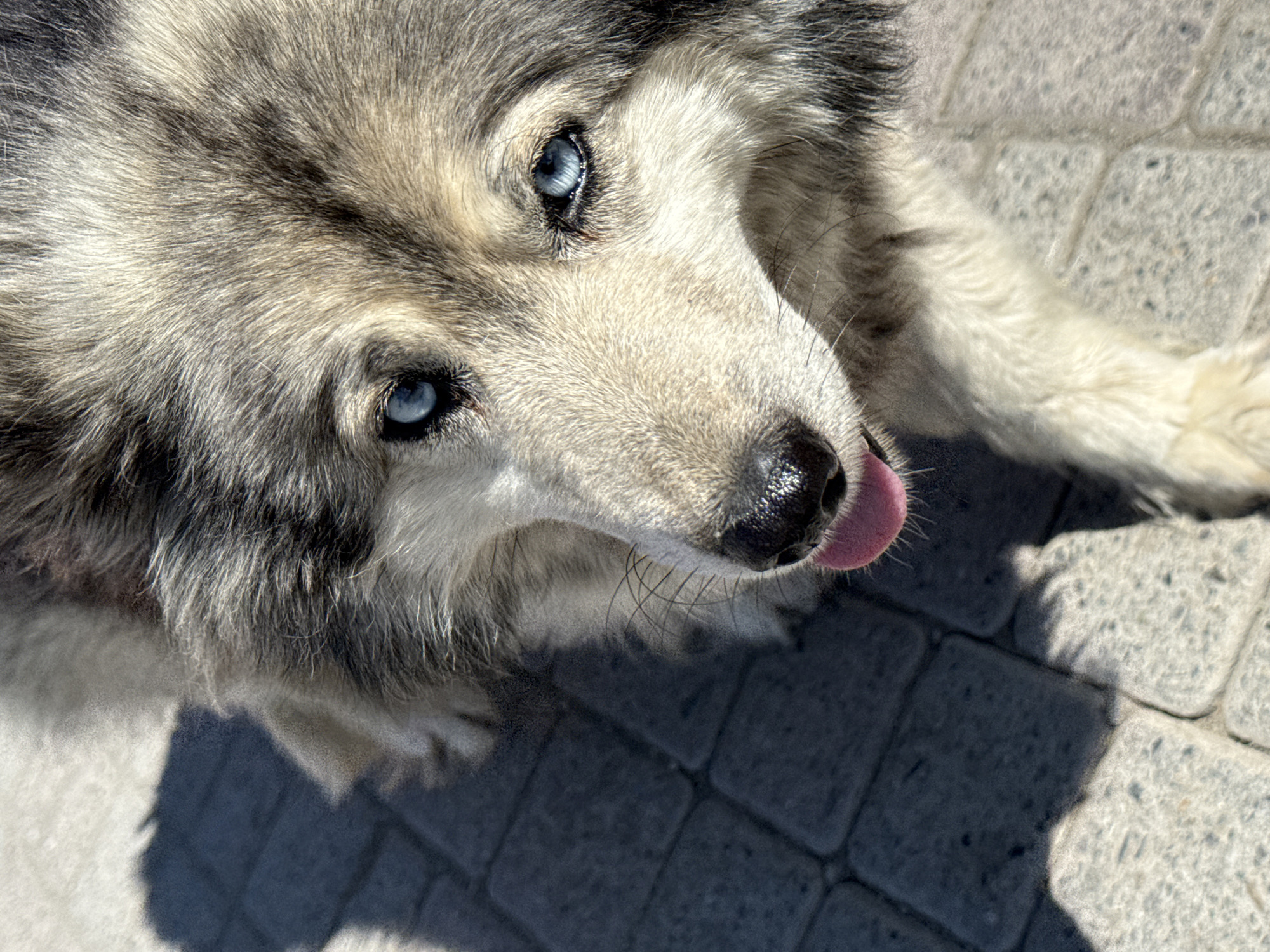 A close-up, high-angle shot focuses on the head and upper chest of a husky dog with striking blue eyes. The dog's fur is a mix of gray, white, and black. Its pink tongue is visible, sticking out slightly. The dog is positioned on a paved surface composed of rectangular, gray stone tiles, some of which are illuminated by sunlight, casting a shadow. The environment appears to be outdoors in a city setting.