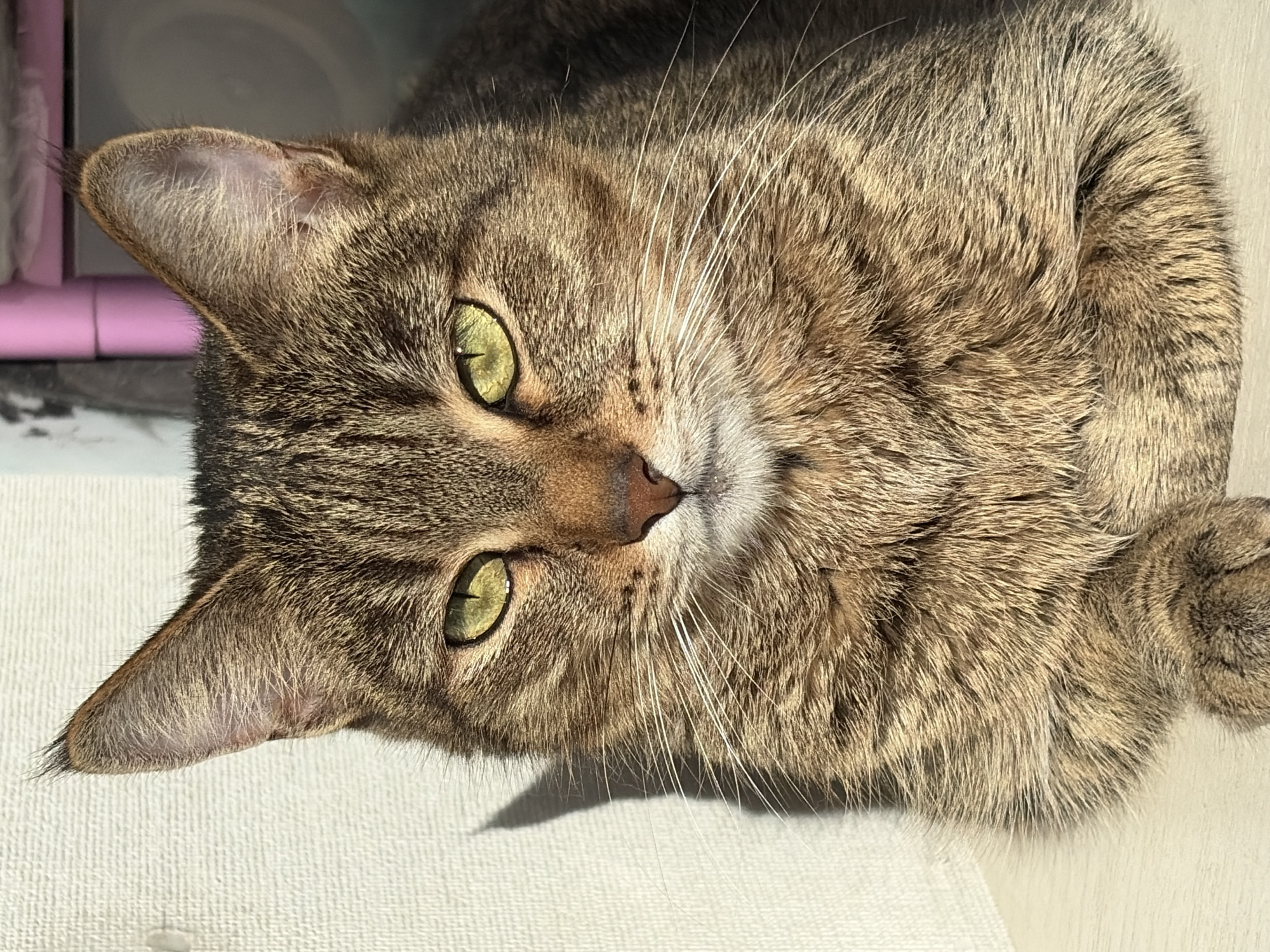 A close-up, tilted, high-angle shot depicts a tabby cat lying on a textured white surface. The cat has brown and black striped fur with a reddish-brown nose. Its eyes are green and the whiskers are white. The ear on the left side of the frame is in focus. A pink object is visible out of focus behind the cat's ear. The scene is brightly lit, casting a soft shadow beneath the cat's chin. The location is not identifiable as Chaikovsky, Russia, based on the image alone.