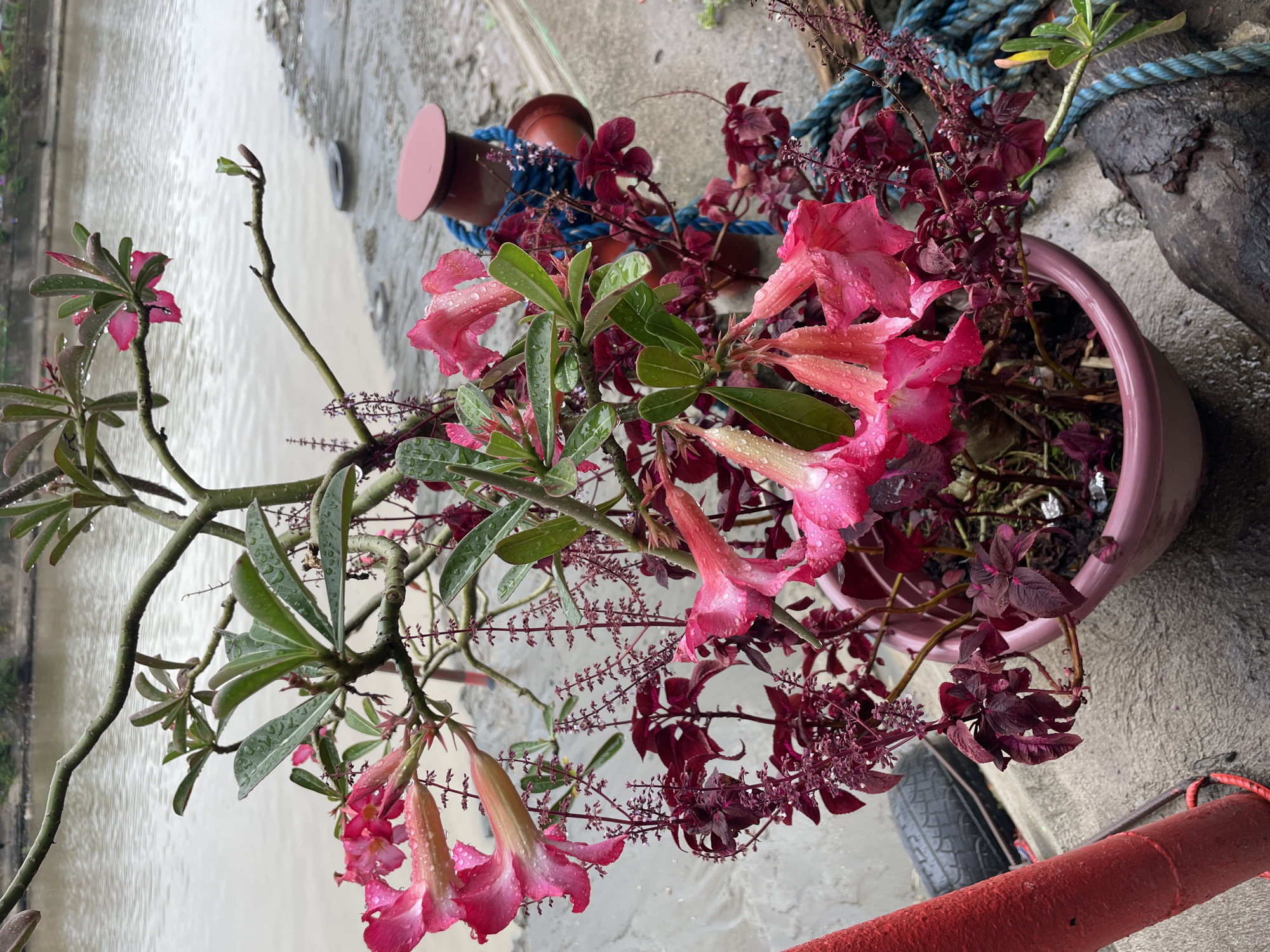 In an outdoor setting, possibly along the waterfront of Davao City, Philippines, a potted plant with vibrant pink flowers and dark red foliage sits on a concrete surface. The flowers, exhibiting a trumpet-like shape, are adorned with water droplets, suggesting recent rain or watering. The plant's branches are bare in some sections, with clusters of small, dark flowers or buds present. The plant is housed in a light pink, oval pot.
Adjacent to the pot, a thick, coiled blue rope is visible, secured around a dark, weathered post. A reddish-brown bollard, also wrapped with the blue rope, stands nearby. The ground is made of grey concrete, appearing damp and reflecting the overcast sky. In the background, a body of murky water stretches horizontally, its surface rippled. The water appears to be a river or a bay, with a slightly elevated bank visible on the opposite side, lined with structures that suggest a more populated area. Partially obscured by the plant and its pot, a black tire and a red cylindrical object are also present on the concrete. The overall atmosphere is that of a humid, possibly rainy day.