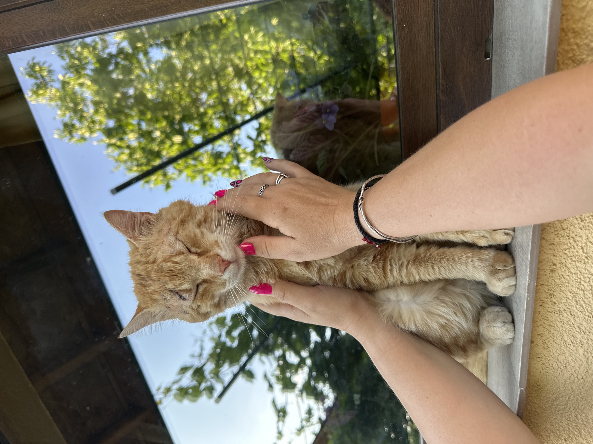 A person's hands are cradling a light orange cat with its eyes closed. The person has manicured nails with pink polish and is wearing a silver ring and two bracelets. The cat is sitting on a window sill. The reflection in the glass reveals trees, the sky, and other foliage, as well as a reflected image of the cat. The environment suggests an outdoor setting. The location is Lehchevo, Bulgaria.
