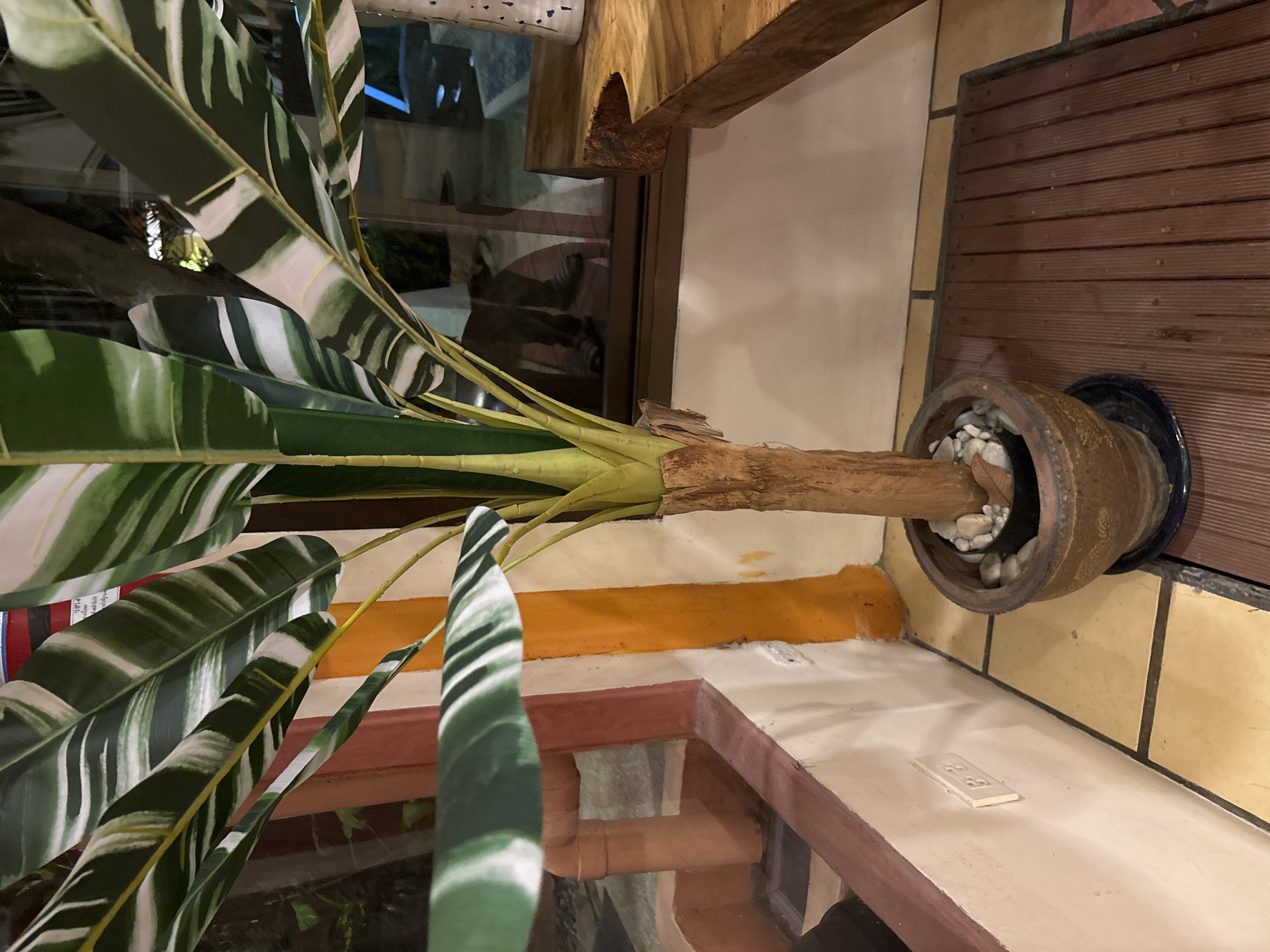 In Chalong, Thailand, a large potted plant with variegated green and white leaves stands on a wooden deck. The plant has a thick, textured brown trunk and its large leaves fan out overhead. The pot is a rustic brown color, filled with small white stones around the base of the trunk. The plant is positioned near a wall that is painted cream with vertical orange and reddish-brown stripes. To the left of the plant, a light brown pipe is visible. The floor is tiled with square, yellow tiles and a dark trim. In the background, a window reflects the interior of a dimly lit room, showing a person's legs and feet wearing dark sandals. A portion of a wooden table with a natural edge is visible to the right, with a white vase with blue speckles on it. An electrical outlet is present on the cream-colored wall.
