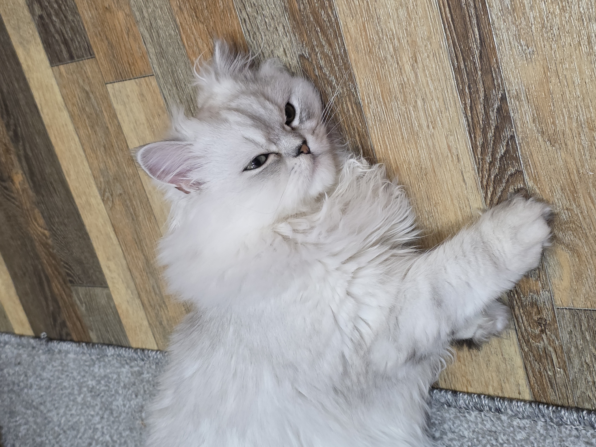 A fluffy white cat is lying on a floor made of wooden planks. The cat has green eyes and a pink nose. It is looking at the camera. The floor is partially covered by a grey rug. The scene appears to be indoors, likely in a residential setting. There is no indication of the specific location within Novocheboksarsk, Russia.
