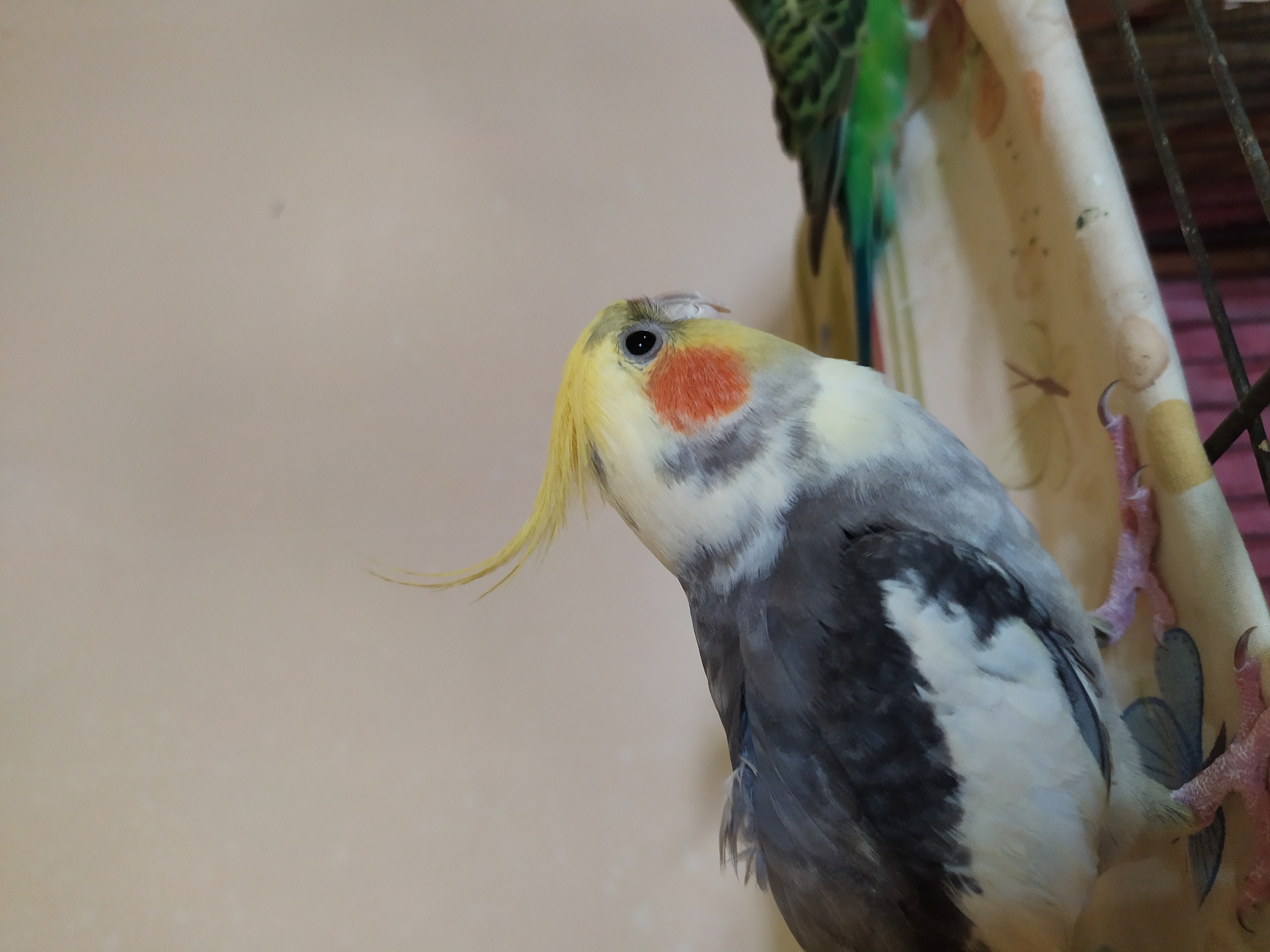The image is a close-up shot of two birds. In the foreground, a cockatiel is perched, facing to the right. The cockatiel has a yellow crest, orange cheek patches, and grey and white body feathers. Its feet are visible, gripping a patterned surface. In the background, another bird, appearing to be a parakeet with green and black patterned feathers, is partially visible. The environment appears to be indoors, with a plain, light-colored wall in the background. There is no indication of the city of Bilajari, Azerbaijan, or any specific location.