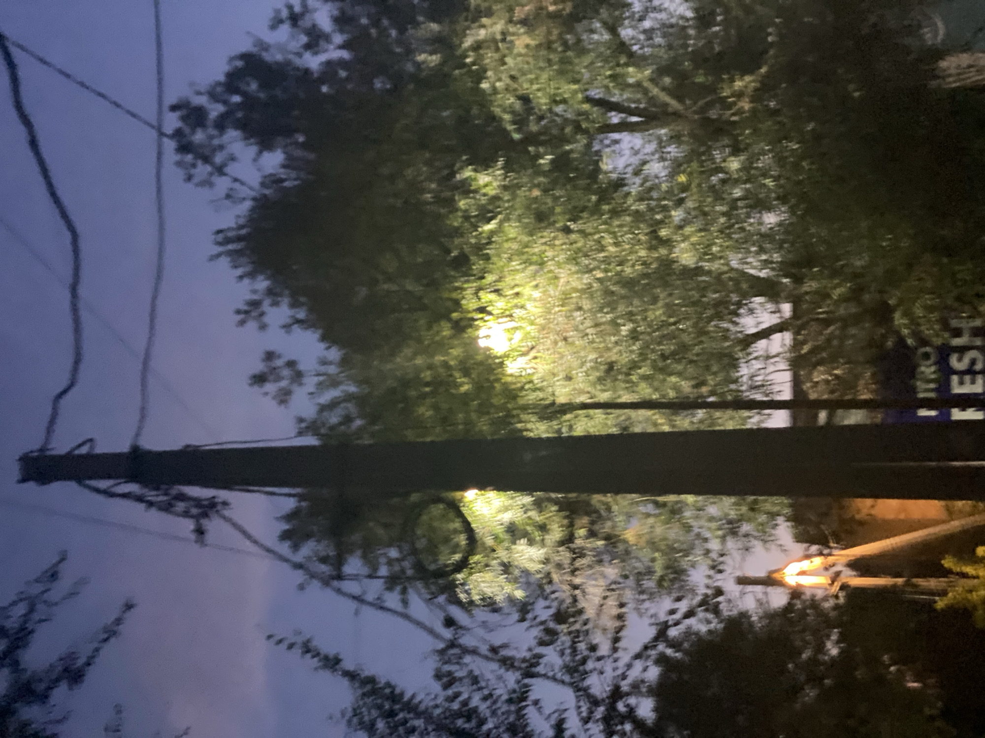 The image captures a street scene at dusk or night in Novopavlovka, Kyrgyzstan. A prominent wooden utility pole stands in the foreground, supporting numerous wires that crisscross the frame. Several streetlights are illuminated, casting a yellow-green glow on the surrounding trees. Lush green foliage from trees flanks the street, with some branches obscuring the view of the sky and utility pole. A sign is partially visible in the lower right, displaying white lettering against a blue background, with "NITRO" and "FES" discernible. The overall atmosphere is that of a dimly lit urban or suburban street, with the natural elements of trees contrasting with the man-made infrastructure of power lines and streetlights.
