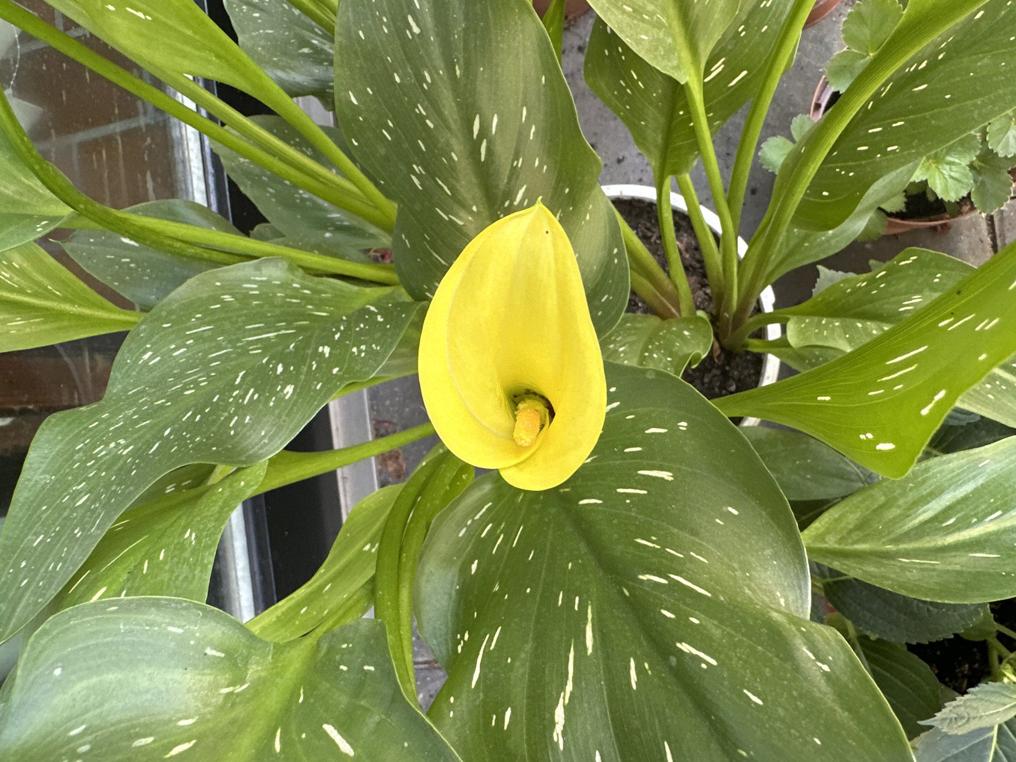 A close-up, overhead shot shows a vibrant yellow Calla Lily flower with a spotted green leaf background. The flower is tightly furled and positioned centrally in the frame. The leaves are large, dark green, and speckled with white spots, characteristic of Calla Lilies. The plant is in a white pot, partially visible at the bottom center. The scene appears to be indoors, possibly in a greenhouse or near a window, given the natural lighting and the presence of what might be window panes or glass in the upper portion of the image. No people are visible in the frame. The setting suggests a domestic or horticultural environment. This image is from Krefeld, Germany.
