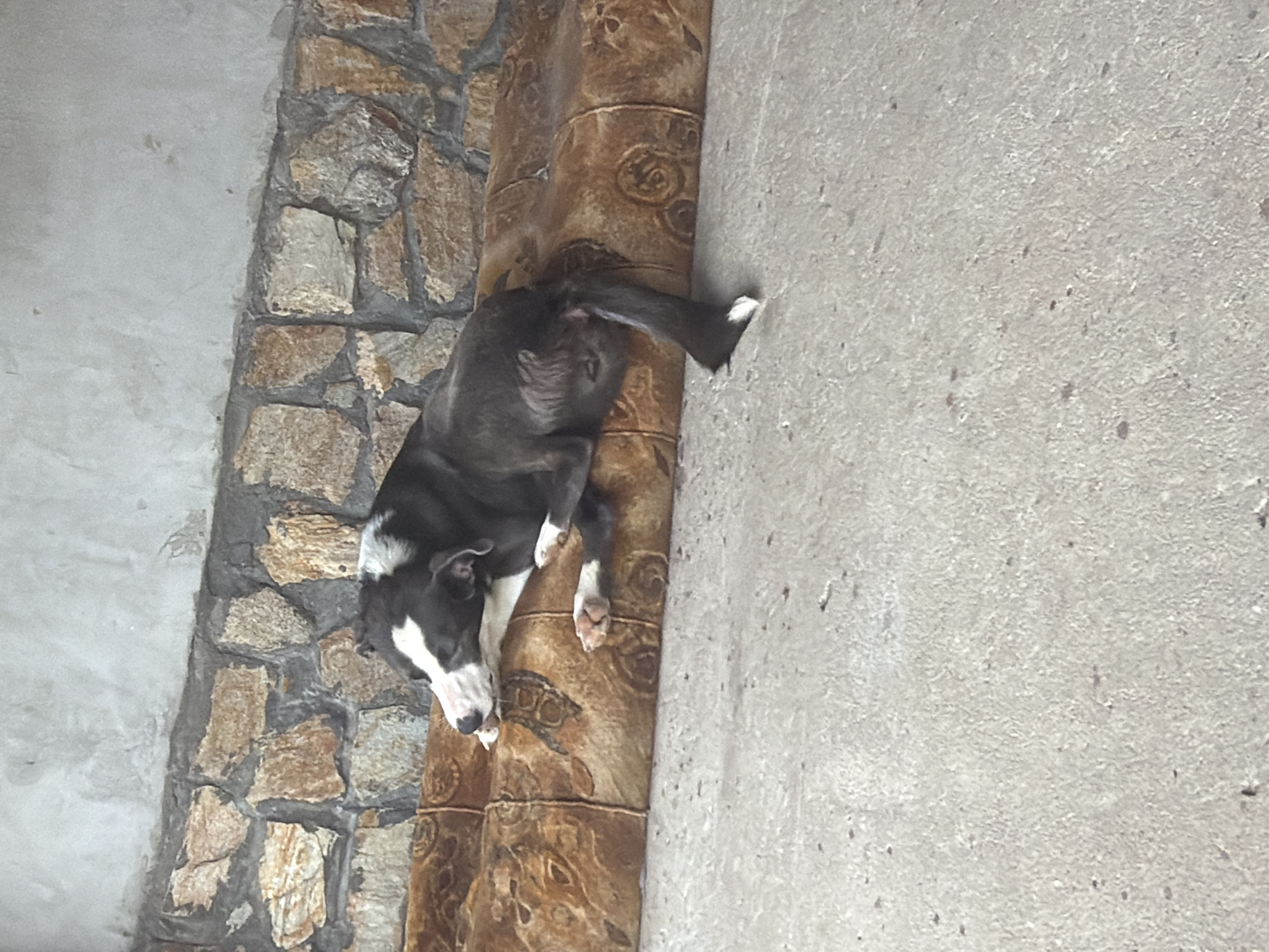 A black and white dog is captured resting in what appears to be a covered outdoor or semi-outdoor setting. The dog, likely a medium-sized breed with prominent white markings on its face, chest, and paws, is lying horizontally across a decorative brown pillar. Its head is pointed downwards (when the image is viewed upright), and its tail extends towards the top right, with a white tip visible. The dog's back is facing the viewer, and it appears relaxed, possibly sleeping or sunbathing.
To the dog's left (when upright) is a rustic wall constructed from irregularly shaped, light brown and gray stones, mortared together. The pillar the dog is resting on features repeating circular or spiral patterns embossed or carved into its brown surface. To the dog's right is a plain, light gray concrete or stucco wall or surface. The lighting is bright and even, indicating it is daytime. No specific weather conditions are discernible, but the setting suggests shelter. There is no visible text in the image. The context provided indicates this scene is located in Iskar, Bulgaria.