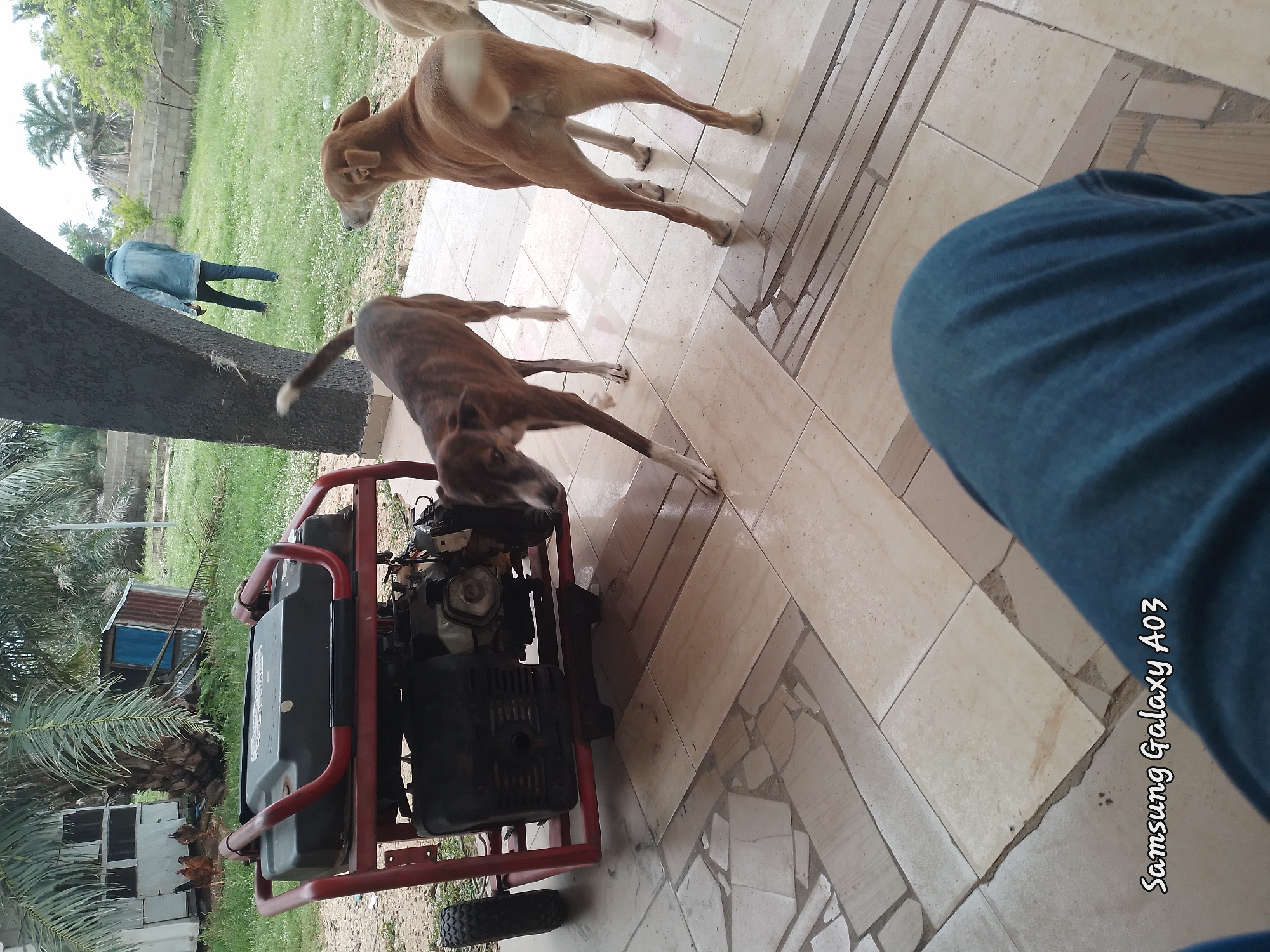 A man in a blue denim jacket and jeans walks away from the camera in a grassy yard with palm trees and a grey concrete wall in the background. A portable generator with a red frame is in the foreground, on a tiled patio. Three dogs are on the patio; one is a tan dog facing away from the camera, another is a brown and black brindle dog facing left and looking down, and the third is a light brown dog whose body is mostly out of frame. The sky is overcast. The watermarked text "Samsung Galaxy A03" is in the bottom right corner of the image.