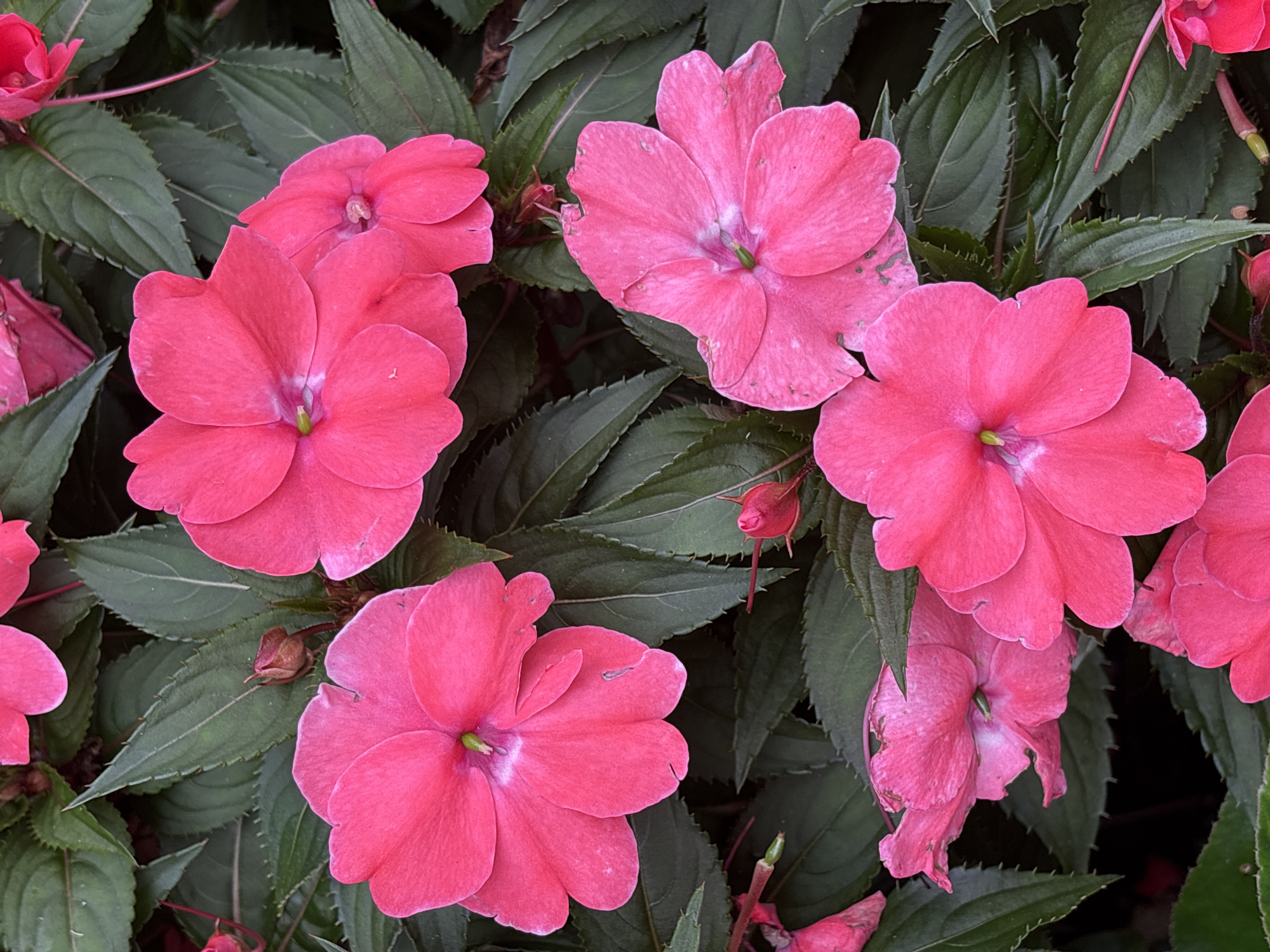 A close-up, overhead shot of bright pink impatiens flowers blooming amidst dark green, serrated leaves. Several flowers are fully open, showcasing their delicate petals and pale green centers. Other buds are visible, some tightly closed and others partially unfurled. The lighting is natural, casting subtle shadows and highlighting the velvety texture of the petals. The background is a dense mass of foliage, with some darker, out-of-focus areas suggesting depth. The scene appears to be a garden or park setting, possibly in Sochi, Russia, given the vibrant floral display common in temperate climates.