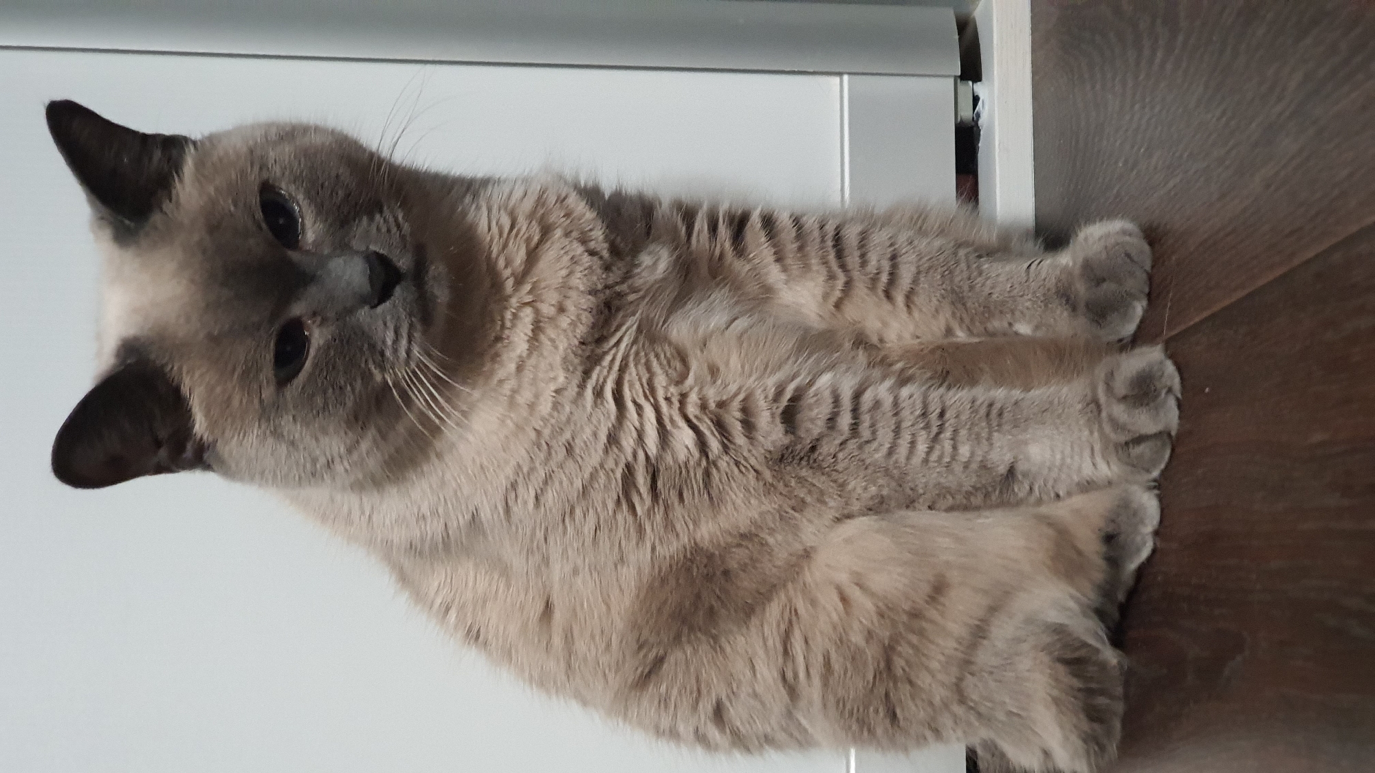 A medium shot of a cat sitting on a dark wooden floor in front of a white and silver appliance. The cat is facing forward and is a Siamese breed. Its fur is a light brown with darker brown points on its ears and face. The cat has green eyes and is looking directly at the camera. The background is a plain white wall with a sliver of a silver appliance to the right. The lighting is natural and comes from the front. The image is a clear and well-lit photograph. The location is not specified.