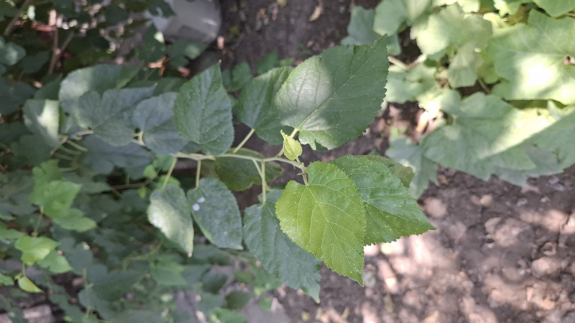 The image shows a close-up of green leaves on a plant, with some dirt and other vegetation visible in the background. The leaves are varied in size and shape, with some appearing to be new growth and others more mature. The lighting suggests it is daytime, with sunlight casting shadows on some of the leaves. The environment appears to be outdoors, possibly a garden or natural area. There is no indication of any people, actions, or interactions. The location within Шұбарсу, Kazakhstan, is not discernible from the visual information provided.