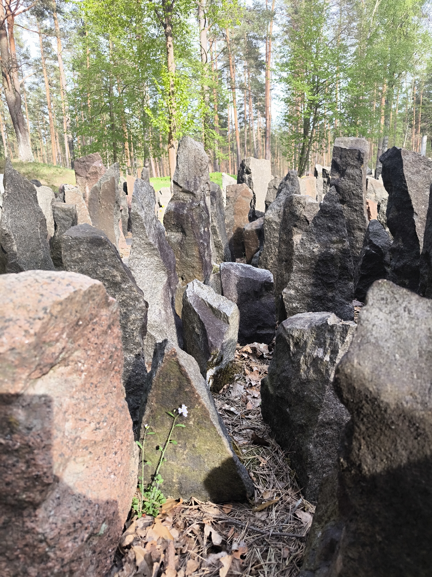 The image depicts a scene at the Riga Ghetto and Latvian Holocaust Museum Memorial in Riga, Latvia. Numerous upright, irregularly shaped stones of varying sizes and colors (mostly gray and brown) are arranged closely together, forming a kind of enclosure or memorial area. The ground is covered with fallen leaves and pine needles. A small plant with a single white flower grows among the stones. In the background, trees are visible, suggesting the memorial is located in a wooded area. The lighting indicates a sunny day, with shadows cast by the stones. There are no people visible in the photograph.