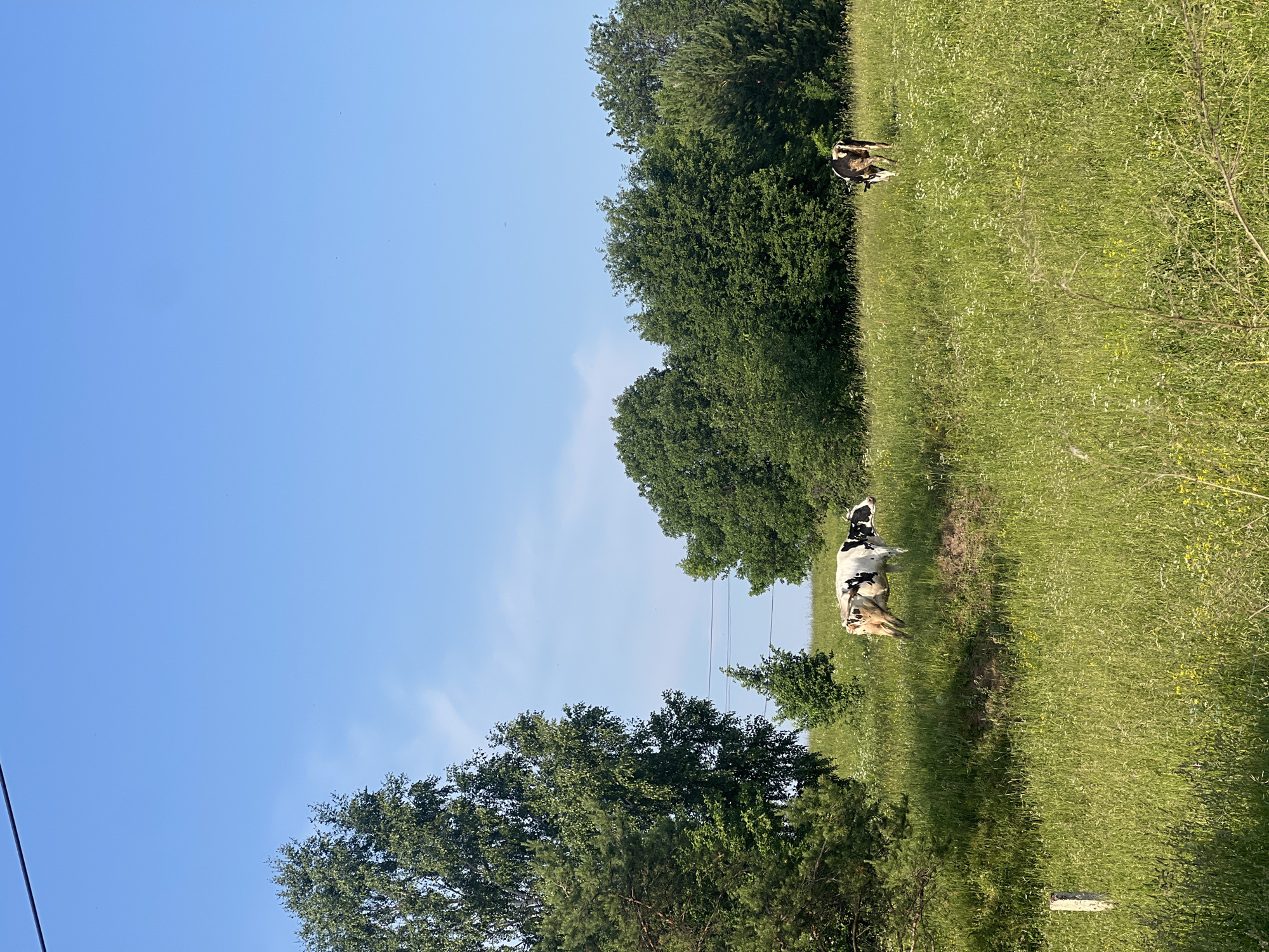 The image depicts a rural landscape under a clear blue sky in the vicinity of Альняш, Russia. The foreground is dominated by a lush green meadow filled with tall grass and wildflowers. To the left, a large deciduous tree with dense foliage stands prominently, with a coniferous tree to its immediate left. Further into the meadow, two cows are visible. One cow, predominantly white with black patches, is positioned on a slight incline, facing to the right and grazing. Another cow, with similar coloring, is further to the right and appears to be grazing as well, facing away from the viewer. In the background, a line of mature green trees forms a dense treeline across the horizon. A power line stretches horizontally across the upper portion of the image. The scene is serene and pastoral, characteristic of a countryside setting.