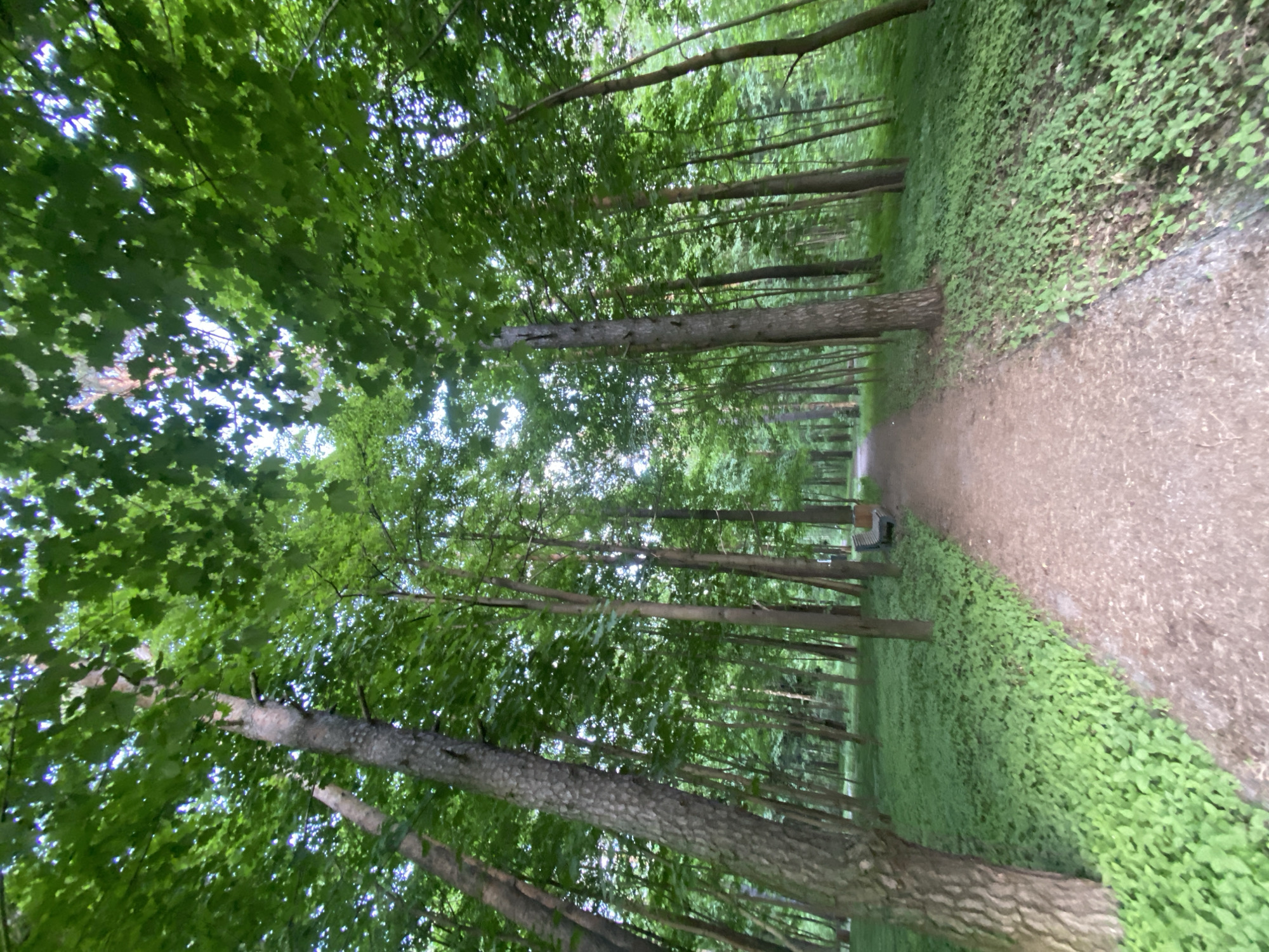 A slightly tilted, ground-level perspective depicts a path winding through a densely wooded area. Tall, slender trees line both sides of the path, their canopies intertwining to create a thick ceiling of green foliage with intermittent glimpses of the sky. The path itself is made of compacted dirt and gravel. Along the right side of the path, a low-lying ground cover of lush green vegetation spreads densely. A wooden bench is visible further down the path. The location is in a park.