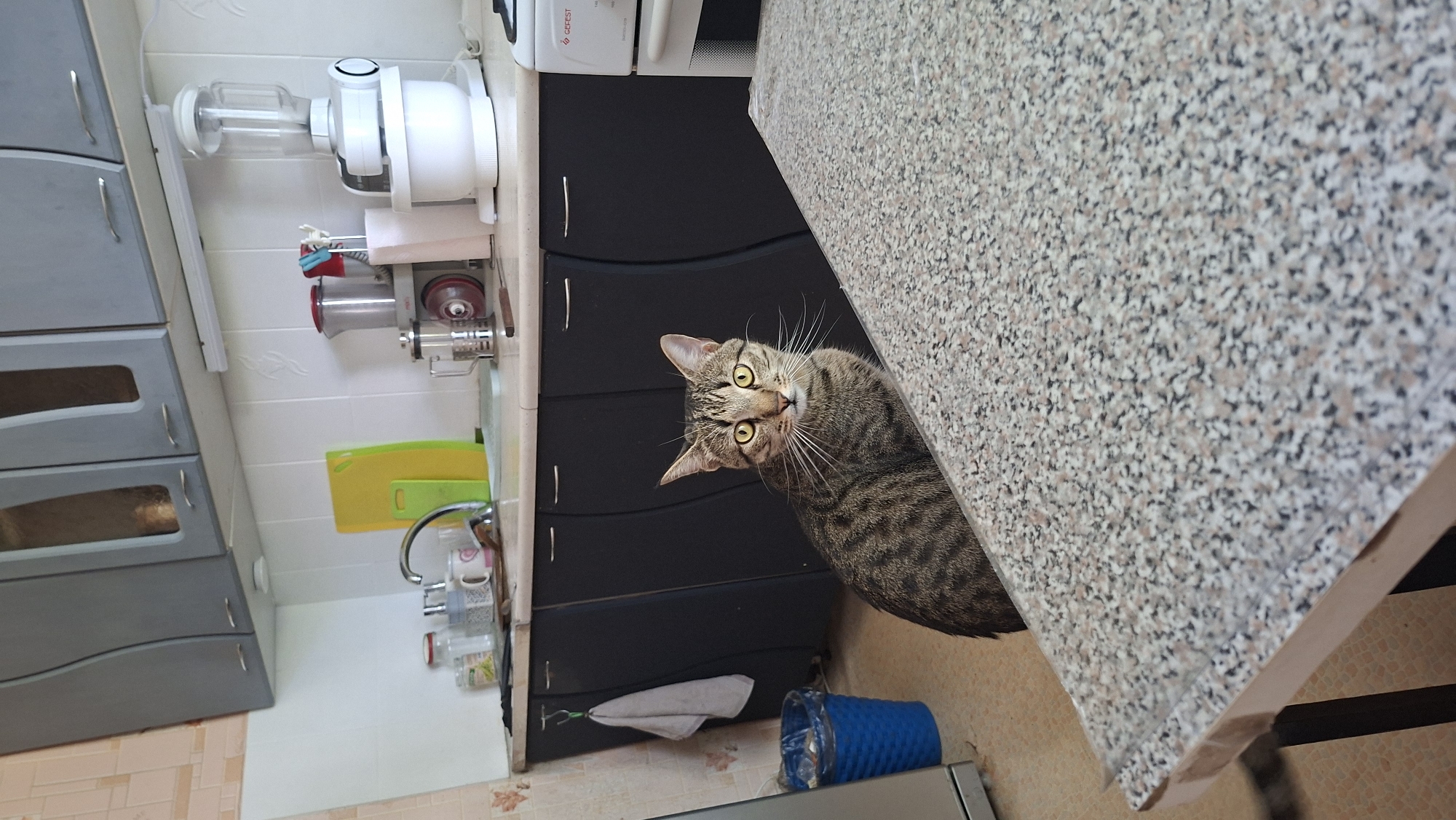 A tabby cat sits at a table in a kitchen, its gaze directed forward. The kitchen features dark cabinets, a white tiled backsplash, and a light-colored countertop. Various kitchen appliances and utensils are visible on the countertop, including a blender, a food processor, and cutting boards. A blue trash can is located to the left of the cat. The floor is tiled in a warm, neutral tone. The overall impression is of a domestic setting.