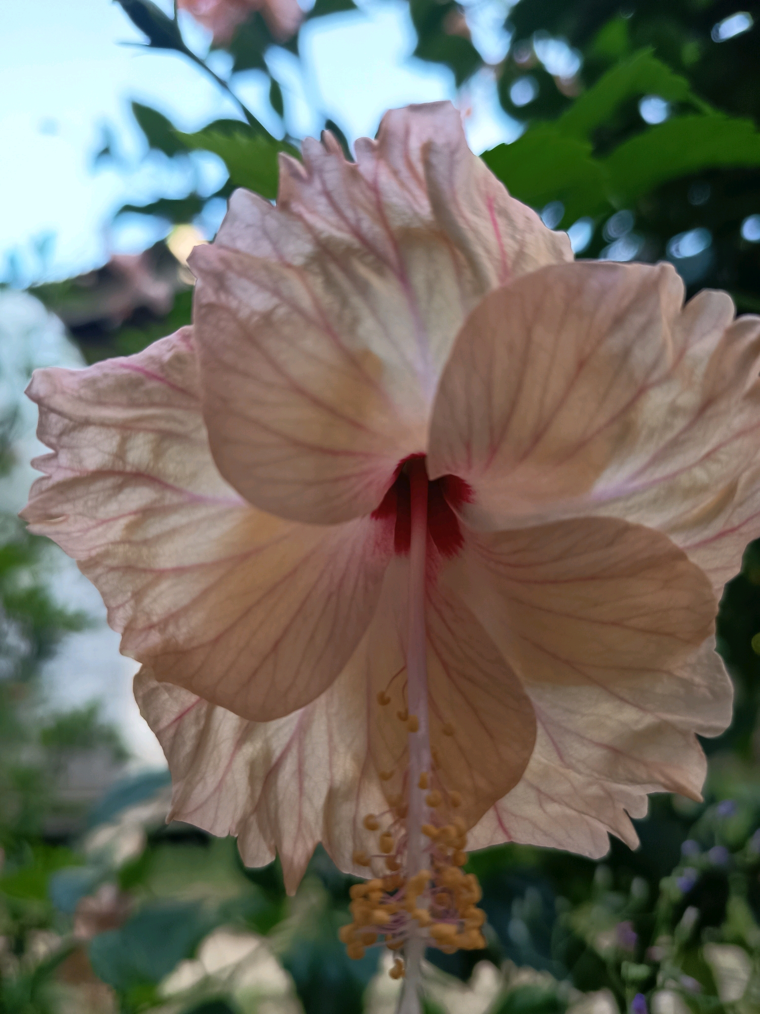 An underside view of a light peach hibiscus flower is prominently featured, with delicate pink veins visible on its translucent petals. The pistil, tipped with yellow pollen, hangs down from the center of the bloom. The background is a blur of green foliage and a pale blue sky, suggesting an outdoor setting. The image was captured in Aluekumba, Indonesia. There are no people or animals visible in the frame, and no discernible actions are taking place. The focus is entirely on the botanical subject.