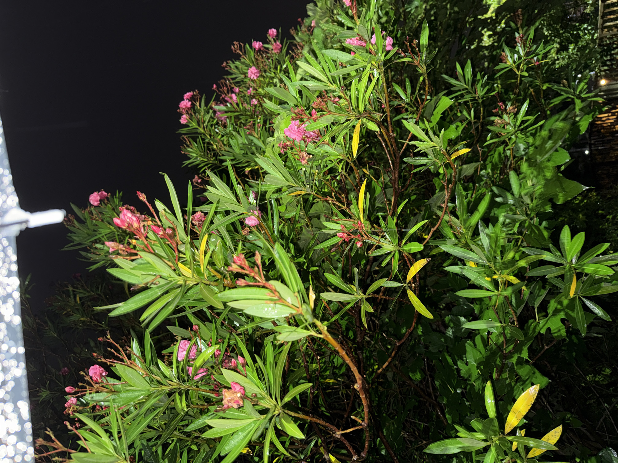 An image taken at night shows a bush with green leaves and pink flowers. The bush is illuminated by artificial lights, which create a bokeh effect at the top of the image. The background is dark and appears to be a natural setting or a dimly lit outdoor area. The image shows no people or specific landmarks, making it difficult to pinpoint a precise location within Yachiyo, Japan.