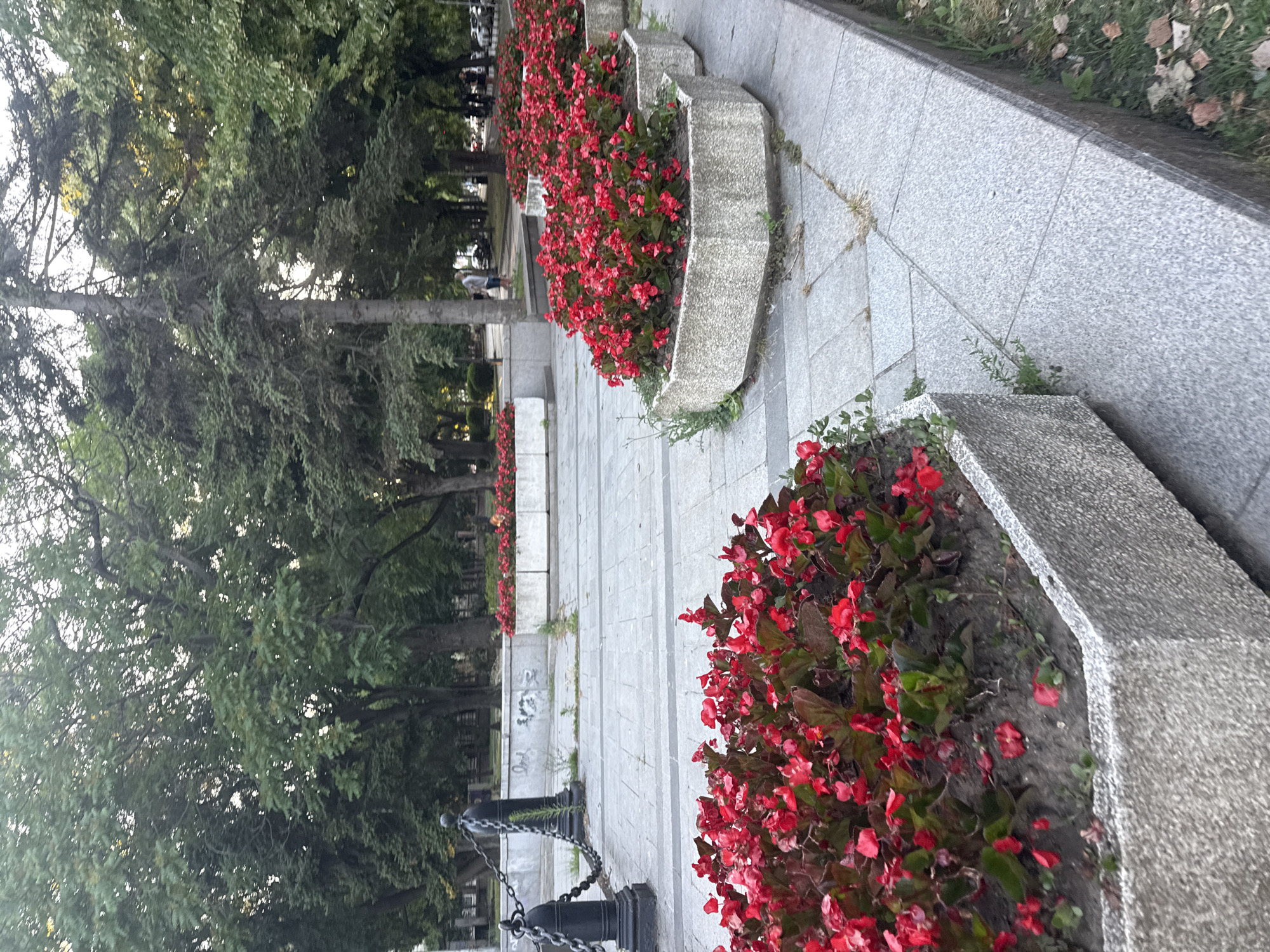 The image depicts an outdoor scene in a park or public square in Varna, Bulgaria, likely near a street given the background. The foreground is dominated by large, concrete planters filled with vibrant red flowers, possibly begonias, which are a common sight in Varna's public spaces during warmer months. These planters are arranged in a row along a paved walkway made of gray stone tiles. In the middle ground, another series of similar planters with red flowers is visible, stretching further into the background. Behind the planters, a stone wall with some graffiti is present, and beyond that, a dense canopy of green trees forms the backdrop. The trees appear to be mature, with some pine trees also visible. A few people are present in the mid-ground and background, walking in the distance and one person is standing near a tree. There are also black metal posts and chains lining the edge of the paved area, serving as a barrier. The overall impression is one of a well-maintained urban green space.