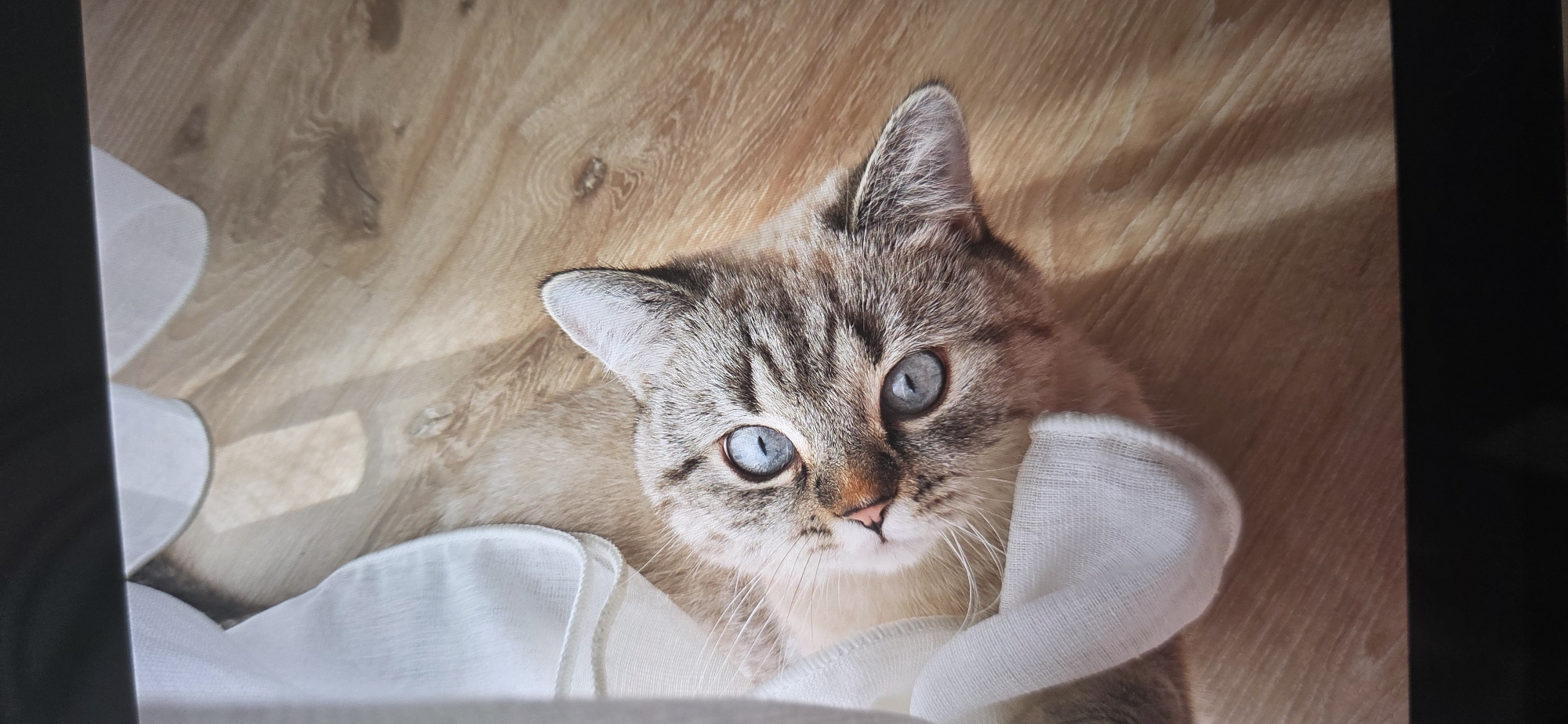 The image shows a close-up view of a tabby cat with striking blue eyes lying on a wooden floor. The cat is partially obscured by white fabric, possibly a curtain or blanket. Sunlight casts shadows across the floor and the cat. There is no indication of the cat's location within the city of Sumgayit, Azerbaijan. The image is a still photograph.