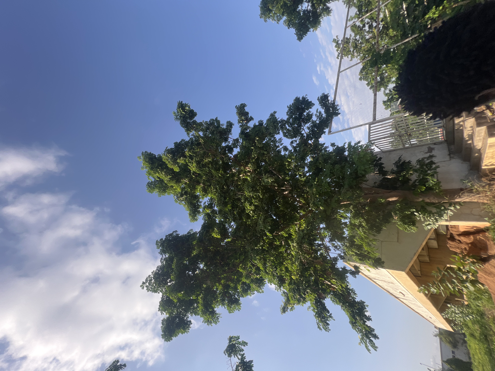 The image shows an outdoor scene with a large tree prominently featured in the foreground. The tree has lush green leaves and is situated next to a building with a sloped, yellowish roof. A concrete structure with stairs leads up to a metal gate and fence. The sky is blue with scattered white clouds. The scene appears to be in a park or an open area within the city of Jalingo, Nigeria. A dark, fuzzy object, possibly a person's hair or a piece of clothing, is visible in the bottom right corner.