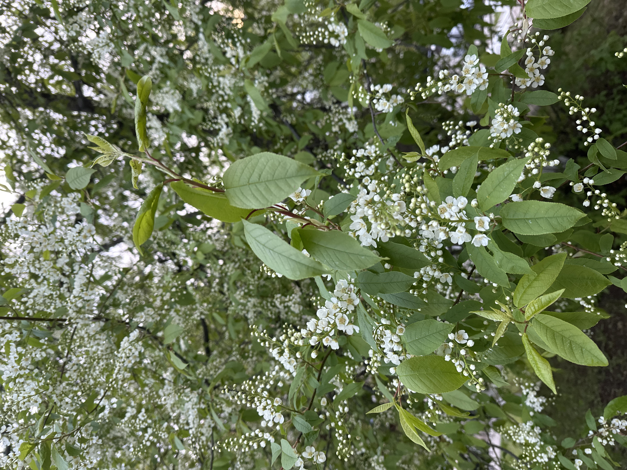The image depicts a close-up view of a tree with dense foliage and small white flowers, likely in full bloom. The leaves are green and vary in size and shape. The flowers are clustered together, creating a full and vibrant appearance. The environment is likely an outdoor setting, possibly within the city of Sayansk, Russia, but specific landmarks or indicators are not visible. The image does not contain people, and the primary subjects are the tree, leaves, and flowers. The scene appears to capture the natural beauty of the tree and its blossoms.