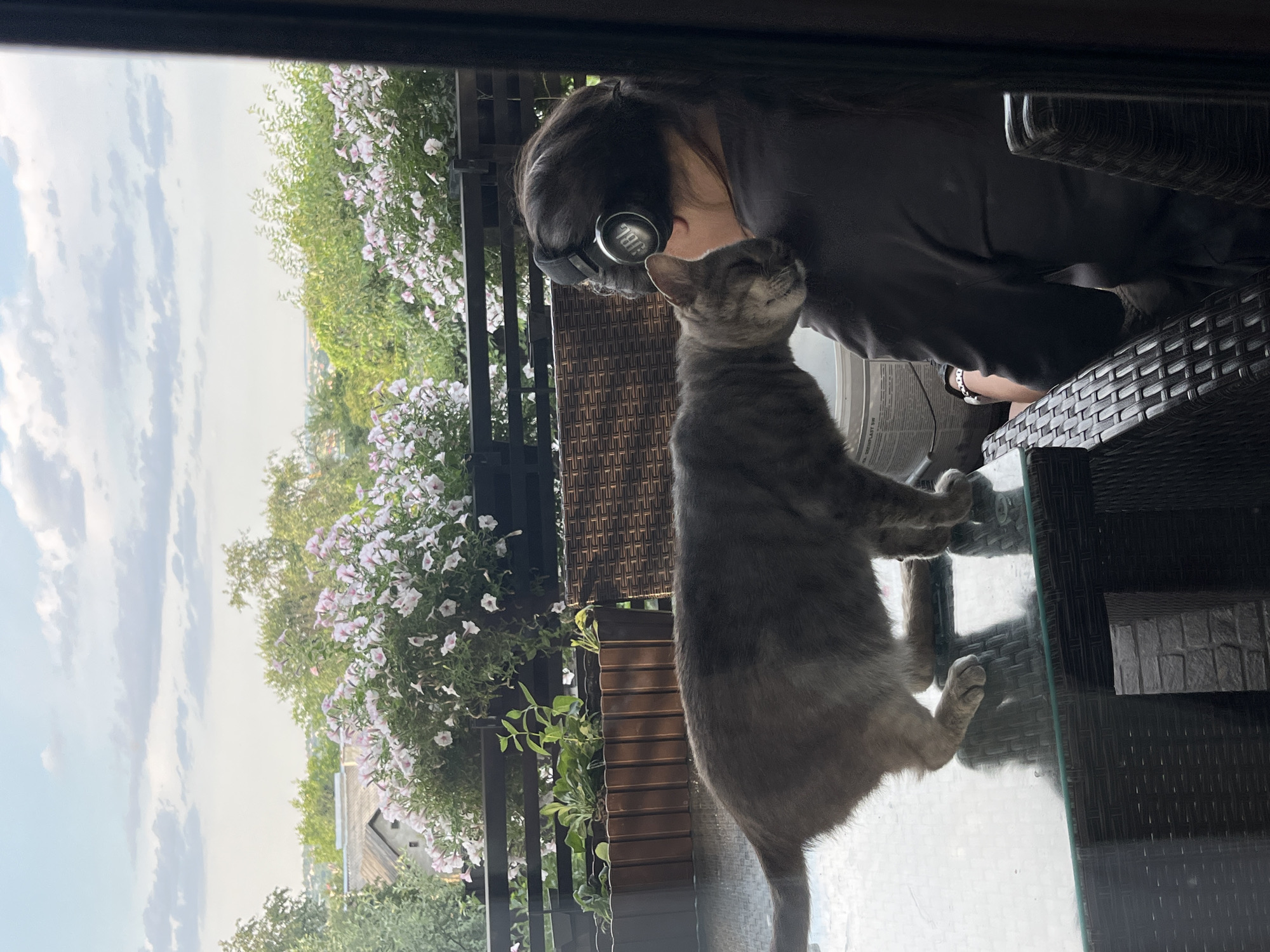 The image depicts a domestic scene on a balcony overlooking a cityscape, likely in Koroviia, Ukraine. A gray cat is standing on a glass-top table, with its head resting on the shoulder of a person wearing headphones. The person is seated, facing away from the camera, and is wearing a dark top. Behind them, a railing supports planters filled with lush green plants and abundant pink and white petunias. The background shows a soft focus view of houses and trees under a cloudy sky. The overall ambiance is one of peaceful coexistence between human and animal in an urban outdoor setting.