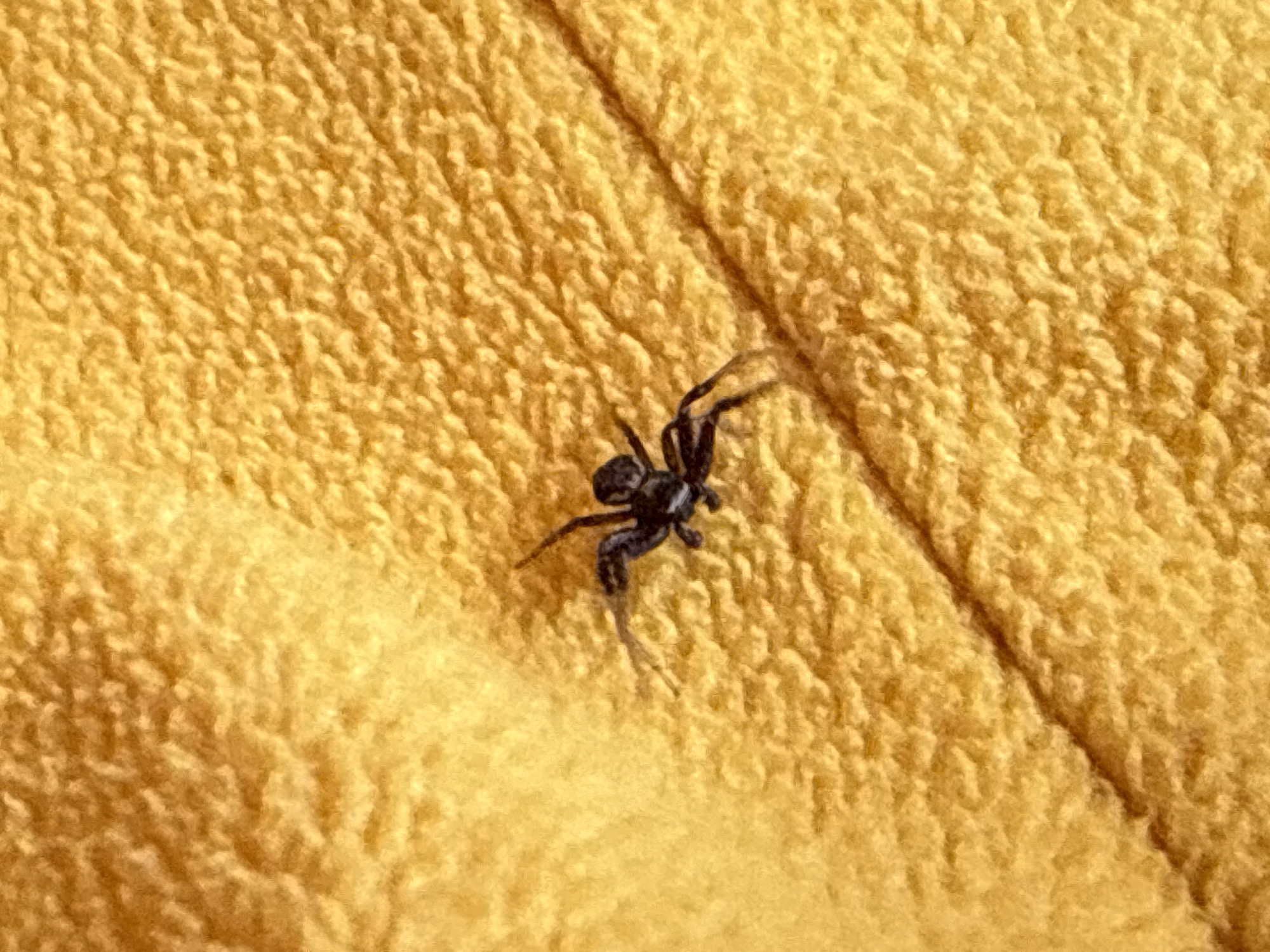 A black spider is resting on a yellow, textured surface, possibly a towel or blanket. The image appears to be taken at close range, focusing on the spider and the texture of the surface it's on. The location, Tyulyuk, Russia, is irrelevant to the immediate scene depicted in the image.