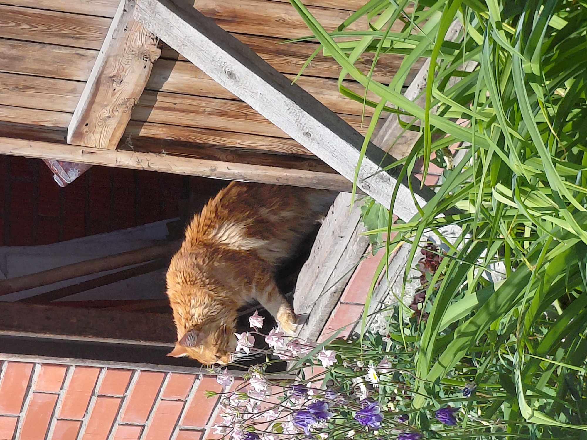 An orange tabby cat is perched on a wooden windowsill, leaning over to sniff pink and purple flowers. The cat is to the left of center in the image, with its body facing the right. It is framed by a brick wall on the left and a wooden structure on the right. The cat's fur appears wet or matted. The background shows a wooden door or wall and some indistinct objects. Lush green foliage is visible in the foreground, partially obscuring the cat and flowers. The scene suggests a warm, sunny day. This image was taken in Novosibirsk, Russia.