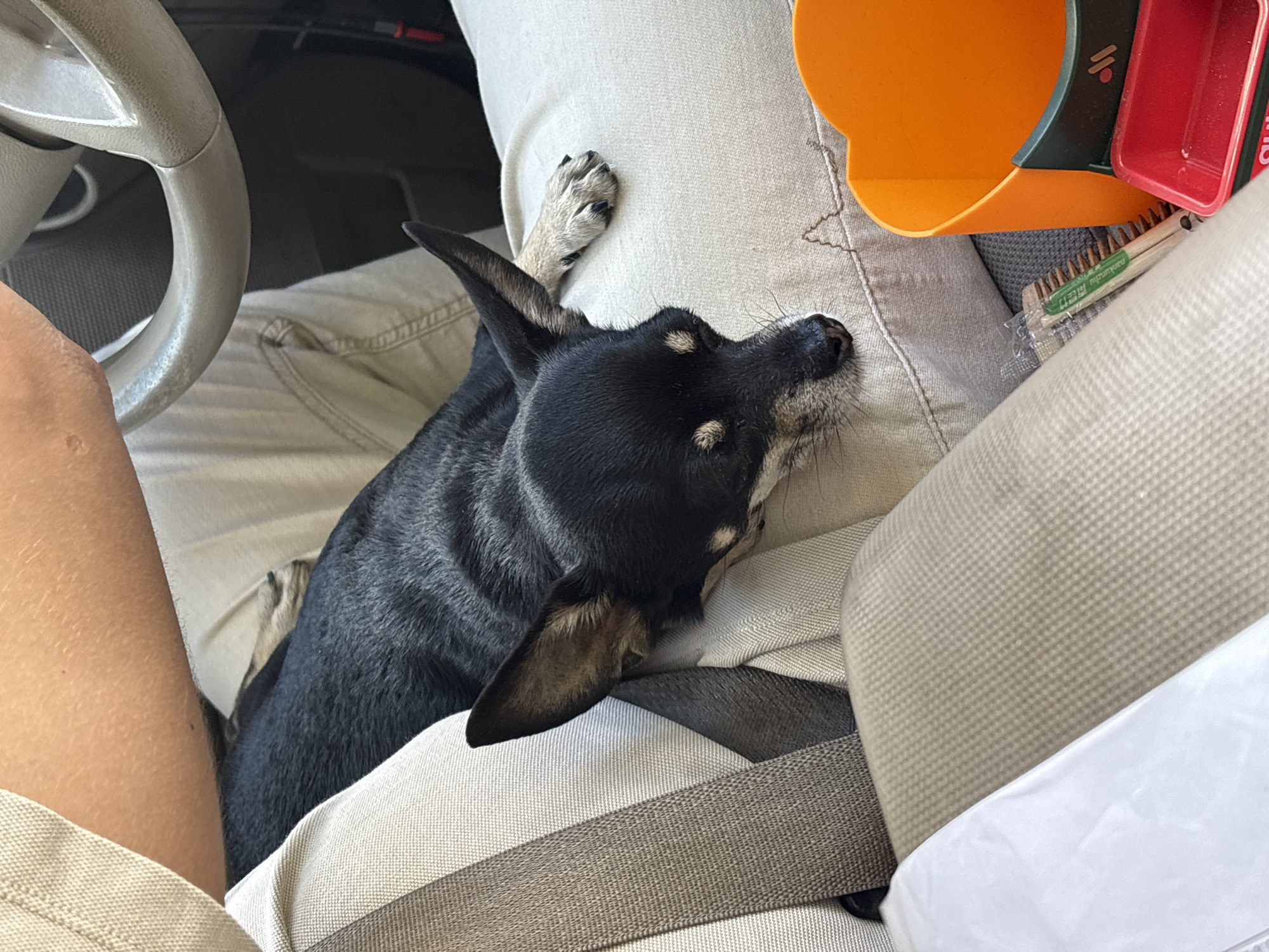 A black and tan chihuahua dog is lying down in a car passenger seat, resting its head on the light-colored upholstery. The dog's eyes are closed, and it appears to be asleep. A person's arm and leg are visible in the background, suggesting they are the driver or a passenger. The car interior includes a steering wheel and beige seatbelts. An orange container and a small red tray are visible in the lower right corner of the image, along with a small brush. There is no indication of the location in the city of Новое, Russia.