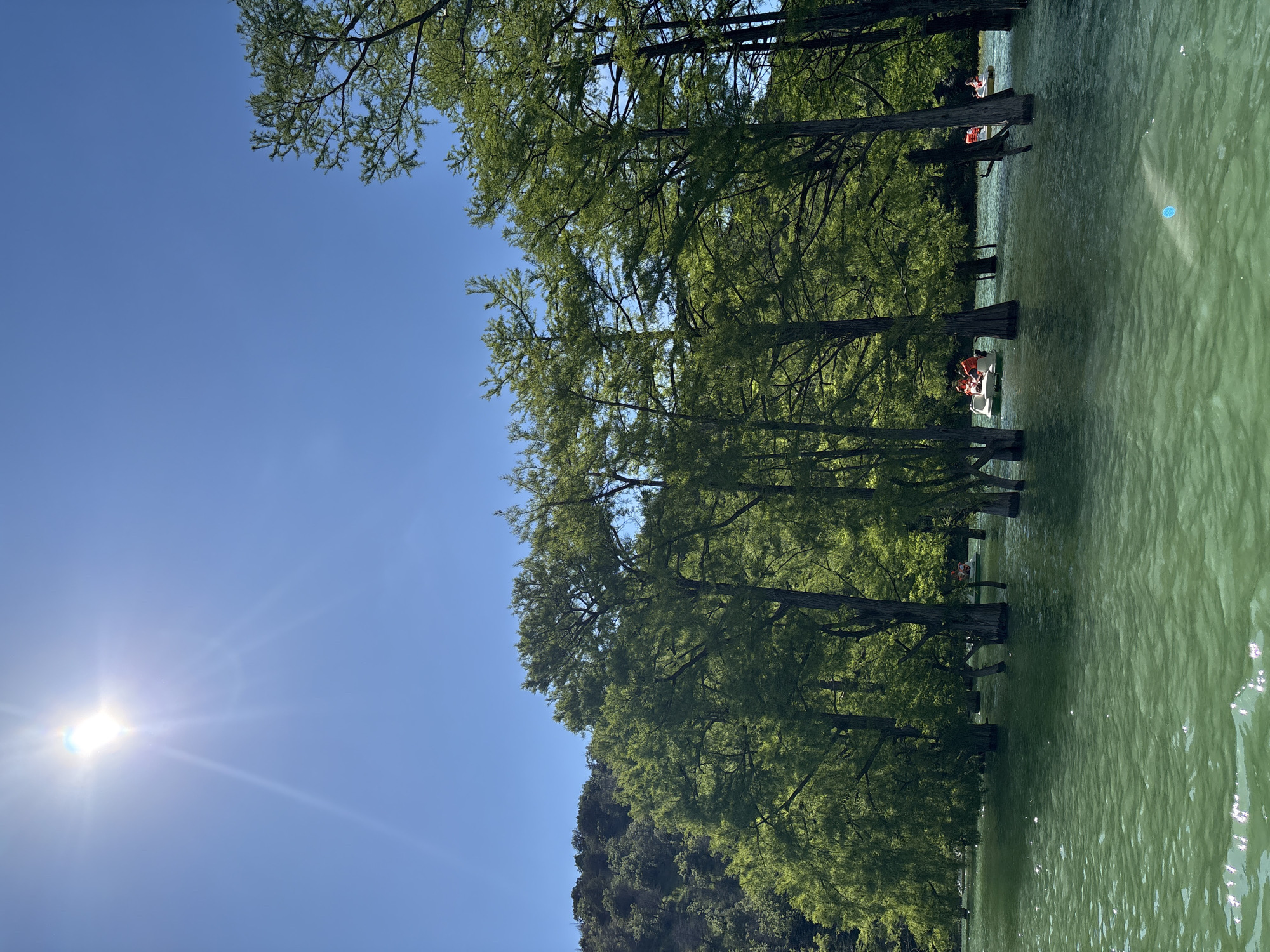 This media file captures a serene outdoor scene featuring a lake lined with trees under a bright blue sky. The image, when correctly oriented, shows a wide expanse of clear, blue sky occupying the upper portion, with a prominent sunburst in the top-left corner, indicating a sunny day.
The middle and lower sections of the image are dominated by a body of water, possibly a lake or reservoir, characterized by its distinct greenish-jade hue. Numerous tall, verdant trees, likely cypress trees, grow directly out of the water along the far bank, their leafy canopies creating a dense green barrier against the sky. Their trunks are partially submerged, adding to the unique landscape. Further to the left, a dark, tree-covered hillside rises from the water's edge.
Several small recreational boats are visible on the water, nestled among the trees. In the foreground, one boat contains multiple people, at least two of whom are wearing bright orange life vests, suggesting a leisure activity like paddle boating. Another boat can be seen further back among the trees. The water exhibits gentle ripples and reflections, catching sunlight in places. The overall impression is one of a peaceful, recreational setting, likely a popular spot for enjoying nature and boating. The unique presence of trees rooted in the water points to a cypress lake environment, consistent with Sukko, Russia. There is no visible text in the image.