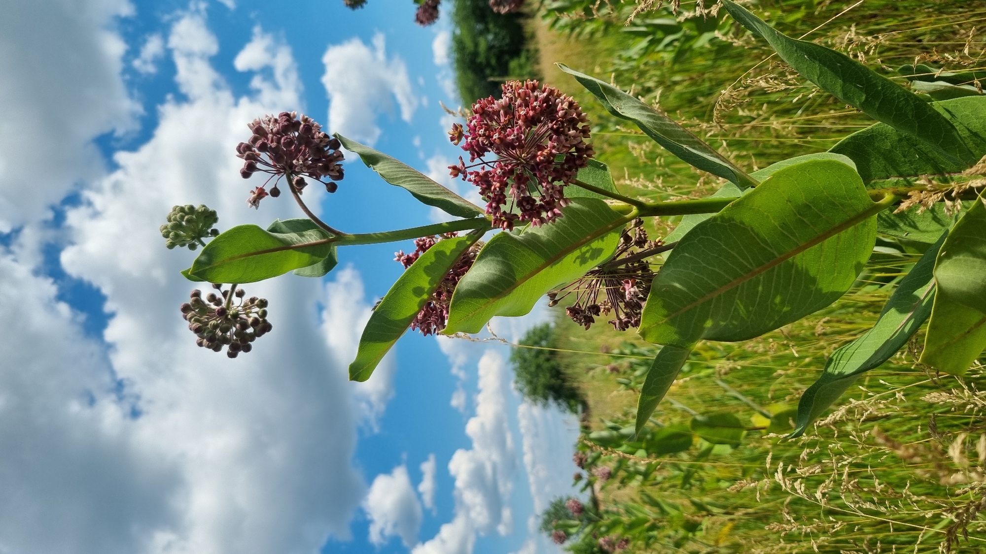 A close-up, low-angle shot captures a plant with large green leaves and clusters of dark red flowers against a bright blue sky dotted with fluffy white clouds. The plant is in the foreground, with other similar plants and tall, dry grasses visible in the background, suggesting an outdoor, natural setting. The overall impression is one of a sunny day in a field or meadow. There are no people or animals visible in the image.