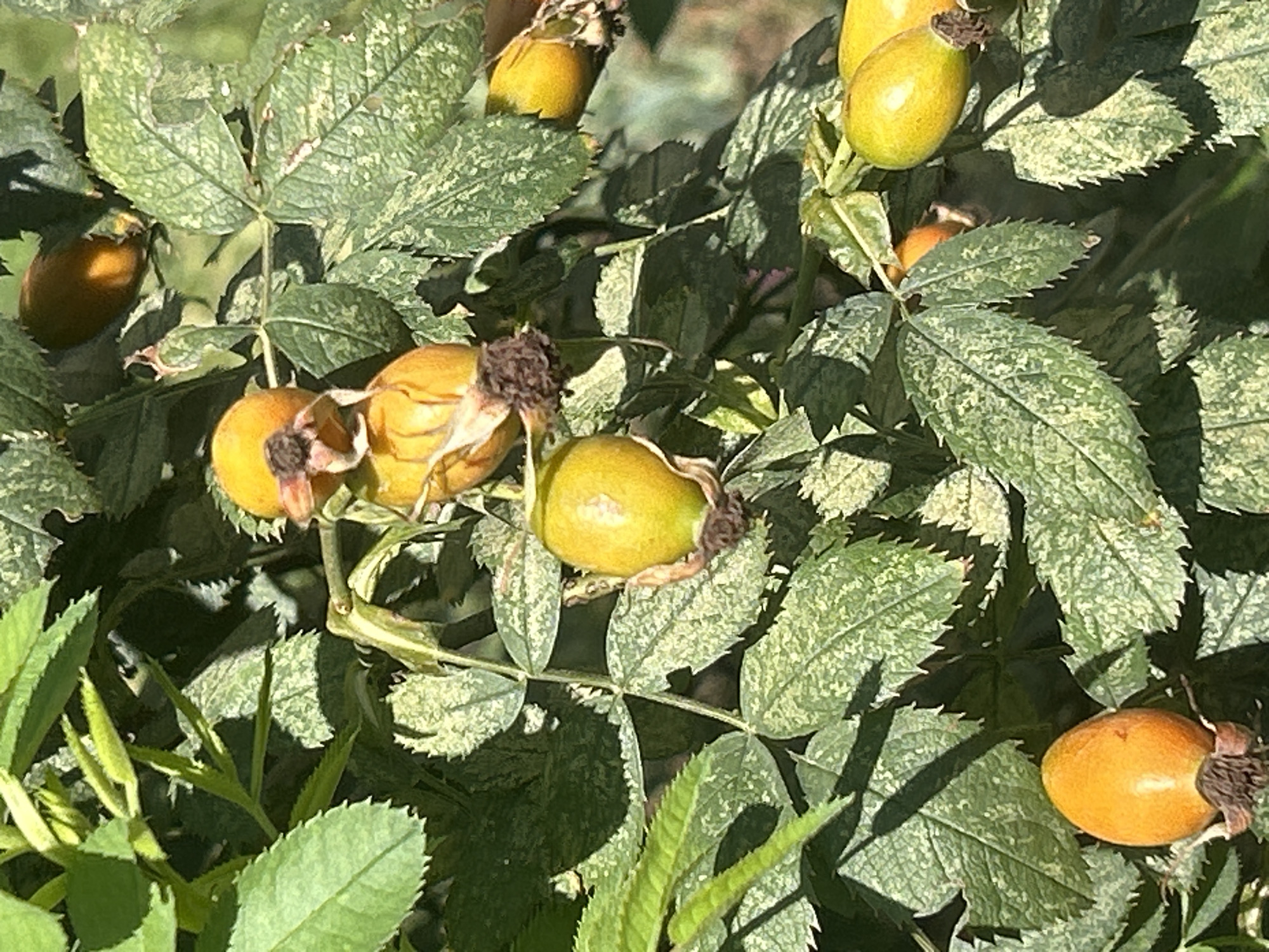 The image is a close-up, eye-level shot of rose hips on a bush. The rose hips are various shades of yellow and orange, some appearing ripe and others still green. They are clustered on stems with serrated green leaves, some of which have light speckling. The lighting suggests it is daytime, with shadows visible on the leaves. The scene appears to be an outdoor environment, possibly a garden or park. There are no people or animals visible in the image. The location of this scene within the city of Almaty, Kazakhstan, cannot be determined from the image alone.