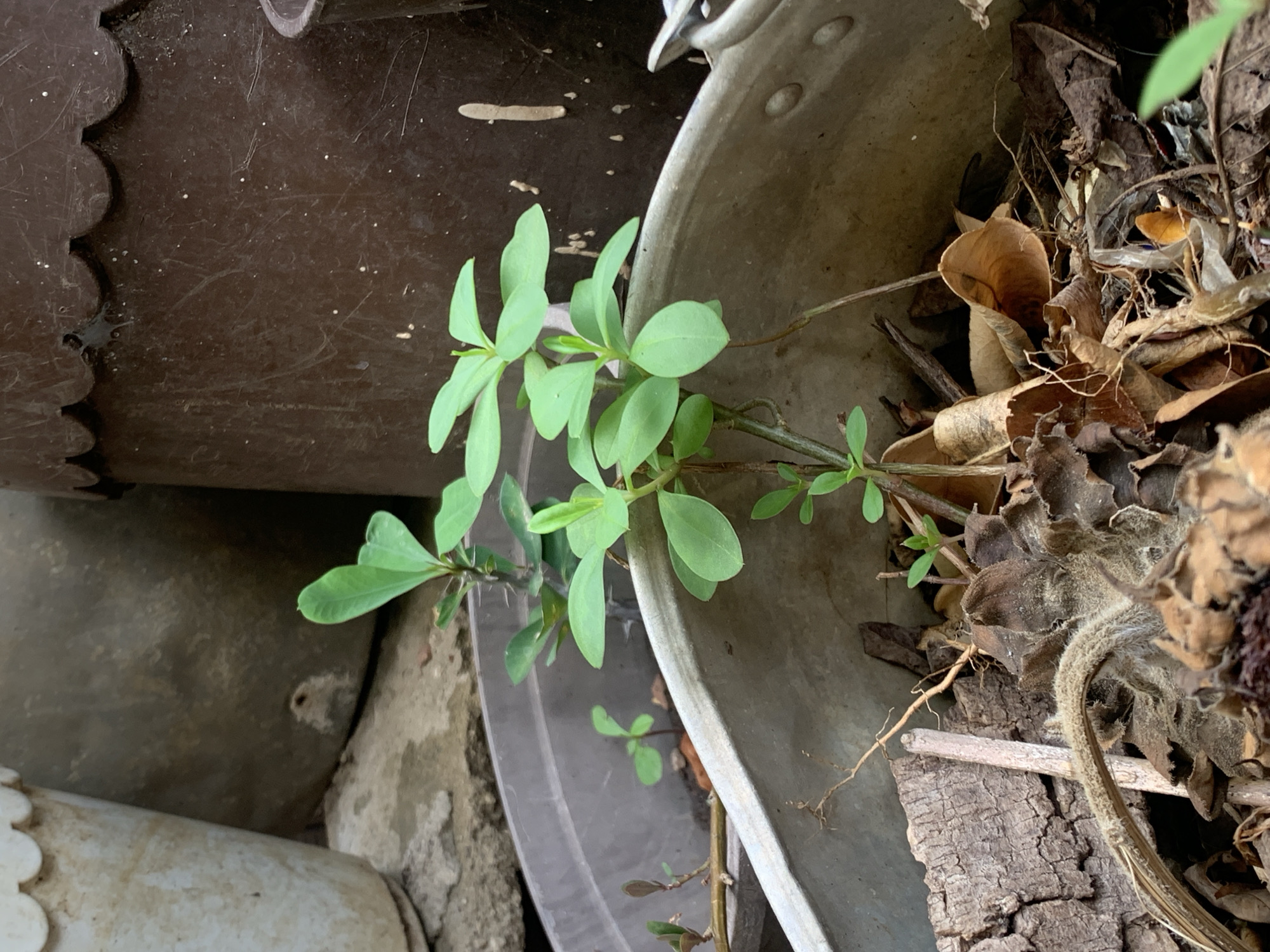 An overhead close-up shot reveals a small, vibrant green plant growing horizontally across the edge of a light-colored container. The plant features numerous small, oval-shaped, light-green leaves arranged along thin, woody stems which appear to have tiny thorns, possibly indicating a species like Crown of Thorns (*Euphorbia milii*).
On the left, part of a dark brown container with a distinctive scalloped, wavy edge is visible, possibly made of plastic. Its surface shows light specks, likely dust or dried water stains. The light-colored container, which the plant seems to be emerging from or resting against, is on the right. This container is rough-textured, suggesting concrete or aged metal, and holds a mix of soil, dried leaves, twigs, and other organic debris. Among this debris, a small, light brown, mushroom-like growth with an orange-tinged cap can be seen.
The scene is well-lit, indicative of daytime. No specific activity is taking place. The arrangement of plants and containers suggests an outdoor setting such as a garden, patio, or balcony in Santa Ana, Venezuela. There is no visible text in the image.