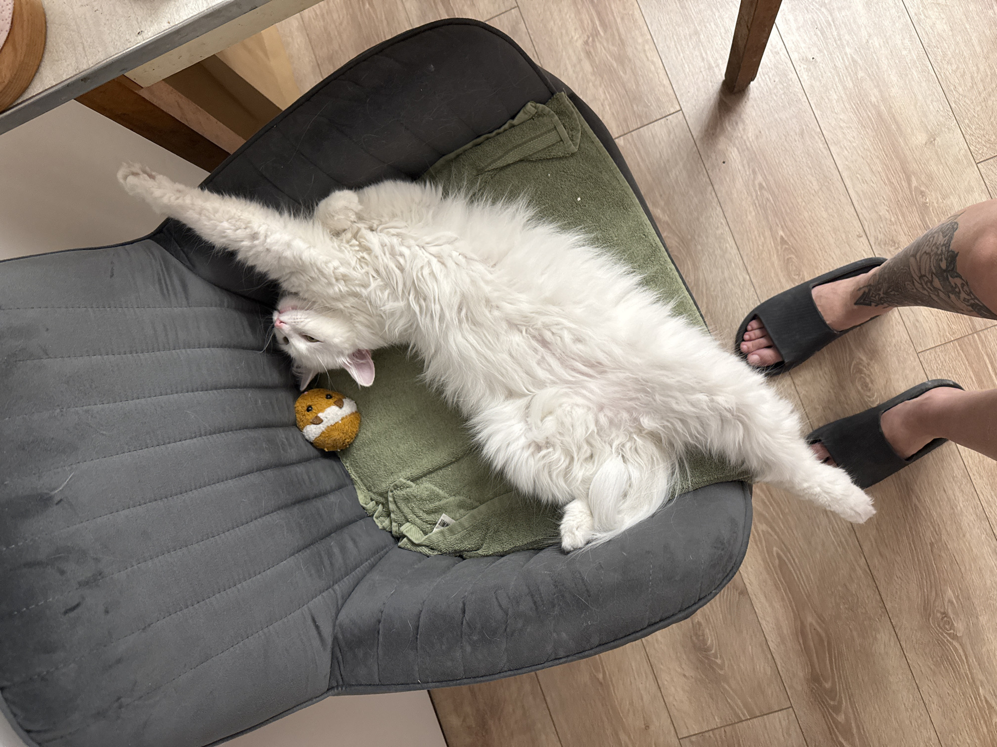 A white cat is lying on its back in a chair, stretching its front leg up. The cat is on a green towel in a dark gray armchair. A small, fuzzy toy is next to the cat's head. The floor is light wood, and a person's feet wearing gray slippers are visible at the bottom of the image. The person's leg has tattoos.