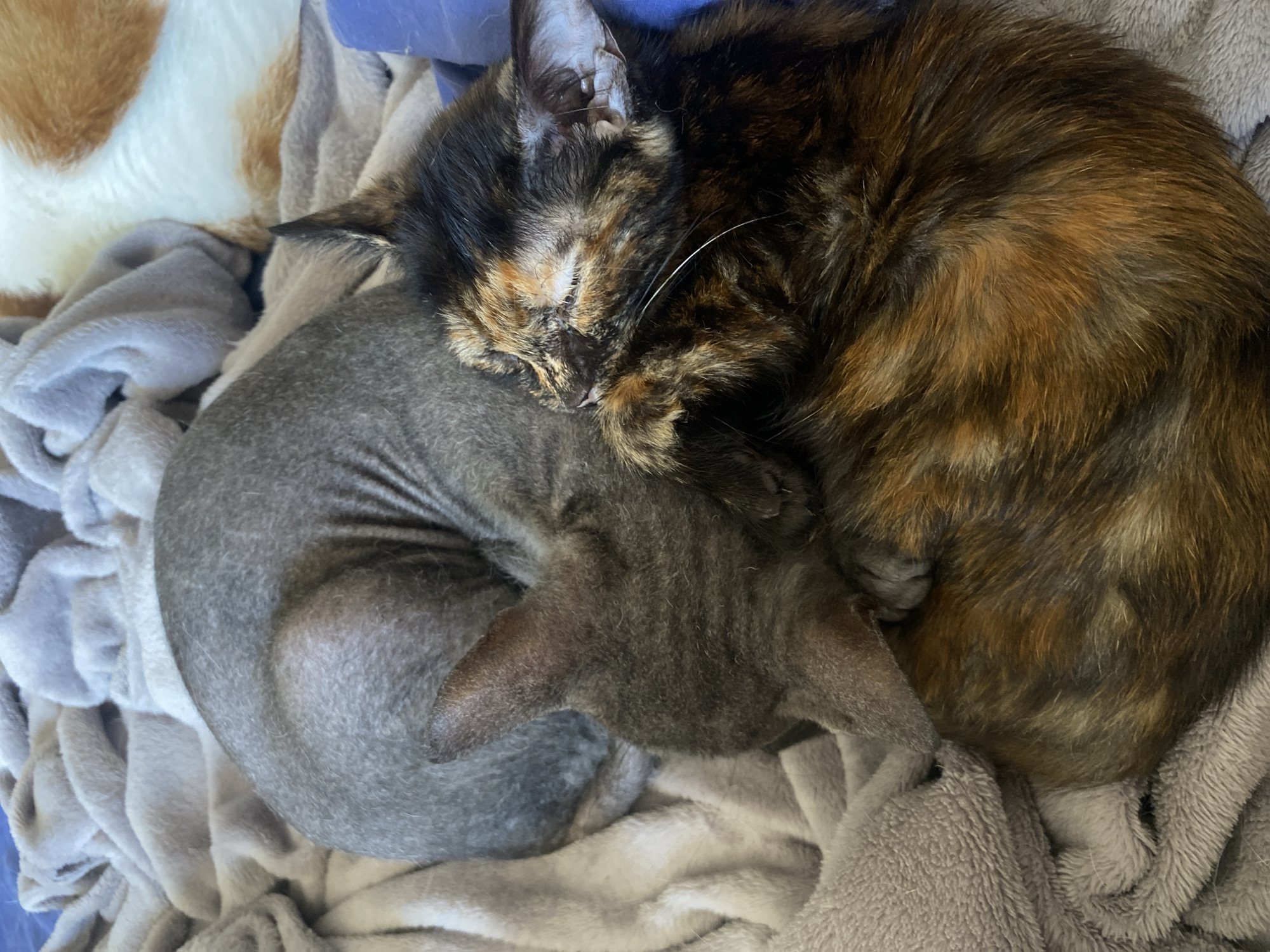 The image depicts two cats sleeping together on a gray, fuzzy blanket. One cat is hairless and gray, curled into a tight ball. The other cat has tortoiseshell fur with patches of black, brown, and orange. It is nestled against the gray cat. The cats are positioned in the center of the frame, with the blanket filling the background. The lighting suggests it is daytime, and the overall scene conveys a sense of comfort and sleep. There is no indication of the city of Bishkek, Kyrgyzstan, or any other specific location.