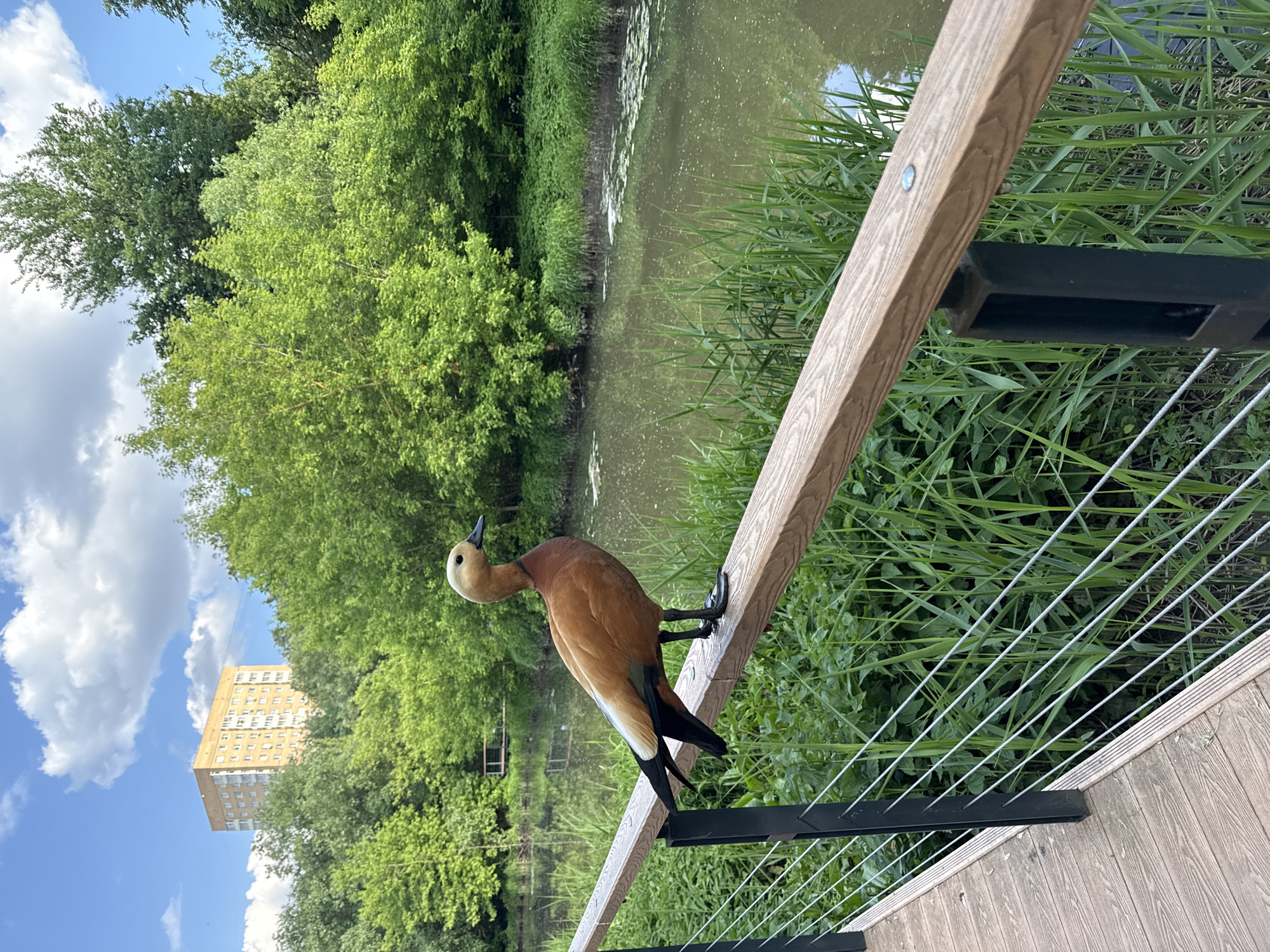 This image, set in a park in Moscow, Russia, features a Ruddy Shelduck standing on a wooden railing. The bird has distinctive orange-brown plumage, a lighter head, black legs, and dark tail feathers, and is looking towards the left side of the frame.
In the foreground, a modern wooden deck or walkway with a railing system is visible. The railing consists of a light wooden top rail, black metal posts, and thin tensioned metal wires. Beyond the railing, a body of water, likely a pond or river, stretches across the midground, its banks lined with lush green grass, reeds, and some floating aquatic plants.
The background is dominated by dense green trees, suggesting a verdant park environment. Above the trees, a bright blue sky with scattered white clouds indicates a clear, sunny day, likely during morning or afternoon. In the distant left, peeking above the tree line, is a light-colored, multi-story apartment building, hinting at the urban context of this natural oasis. The scene conveys a sense of tranquility and the coexistence of wildlife within a city landscape. There is no visible text in the image.