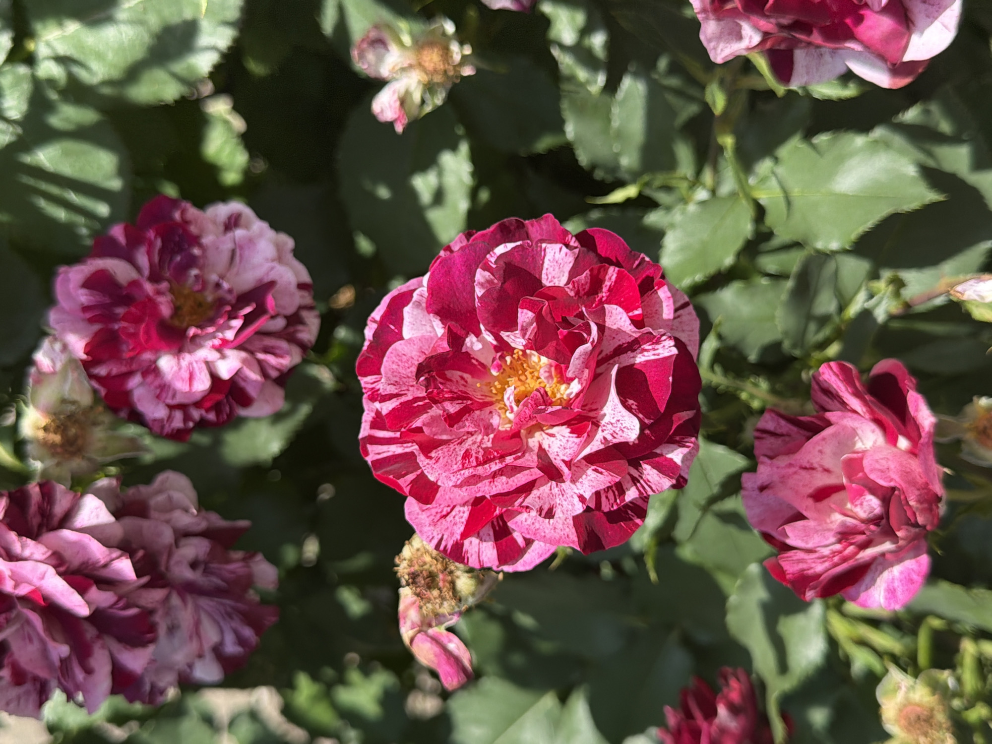 A close-up, eye-level shot captures a cluster of striped roses in bloom. The flowers display a vibrant mix of deep pink and white petals, with some petals featuring delicate veining. The central rose is in sharp focus, showcasing its intricate layers and yellow stamen. Other roses and buds are visible throughout the frame, some in sharp focus and others blurred, creating a depth-of-field effect. Lush green leaves form the backdrop, with dappled sunlight creating shadows and highlighting the texture of the foliage. Several faded rose petals and seed heads are also present, suggesting a continuous cycle of blooming and decay. The image appears to be a natural outdoor setting, possibly a garden or park, in Oryahovo, Bulgaria.