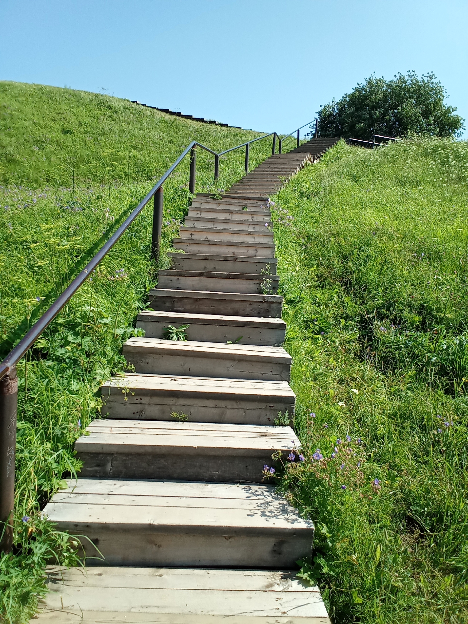 A wooden staircase ascends a grassy hill under a clear blue sky in Belozersk, Russia. The stairs are made of light-colored wood and have metal railings on either side. Lush green grass and small purple wildflowers cover the surrounding hill. A large tree with dense foliage is visible at the top of the hill, further up the staircase. The scene appears to be a natural landscape with man-made elements for access.
