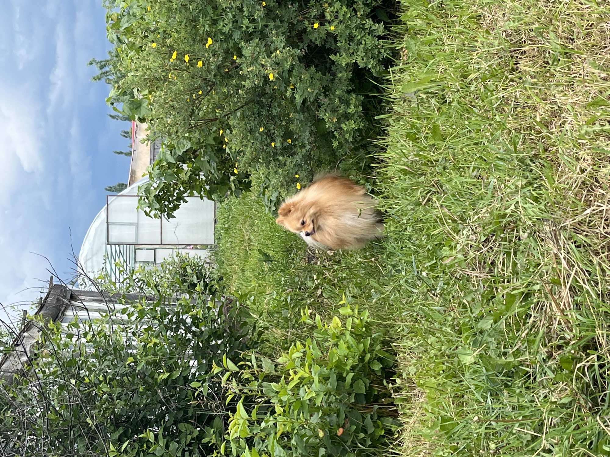 A small, fluffy, tan Pomeranian dog stands in tall green grass. The dog is facing left with its mouth slightly open. Behind the dog, there is a dense green bush with small yellow flowers. To the left of the dog, there are more green bushes and part of a rustic, weathered building with a grey, sloping roof and vertical wooden planks. In the background, beyond the building and bushes, is a white geodesic dome greenhouse structure with translucent panels and a metal frame. Further in the distance, there are more buildings and some trees against a cloudy sky. The overall setting appears to be a rural or suburban yard.