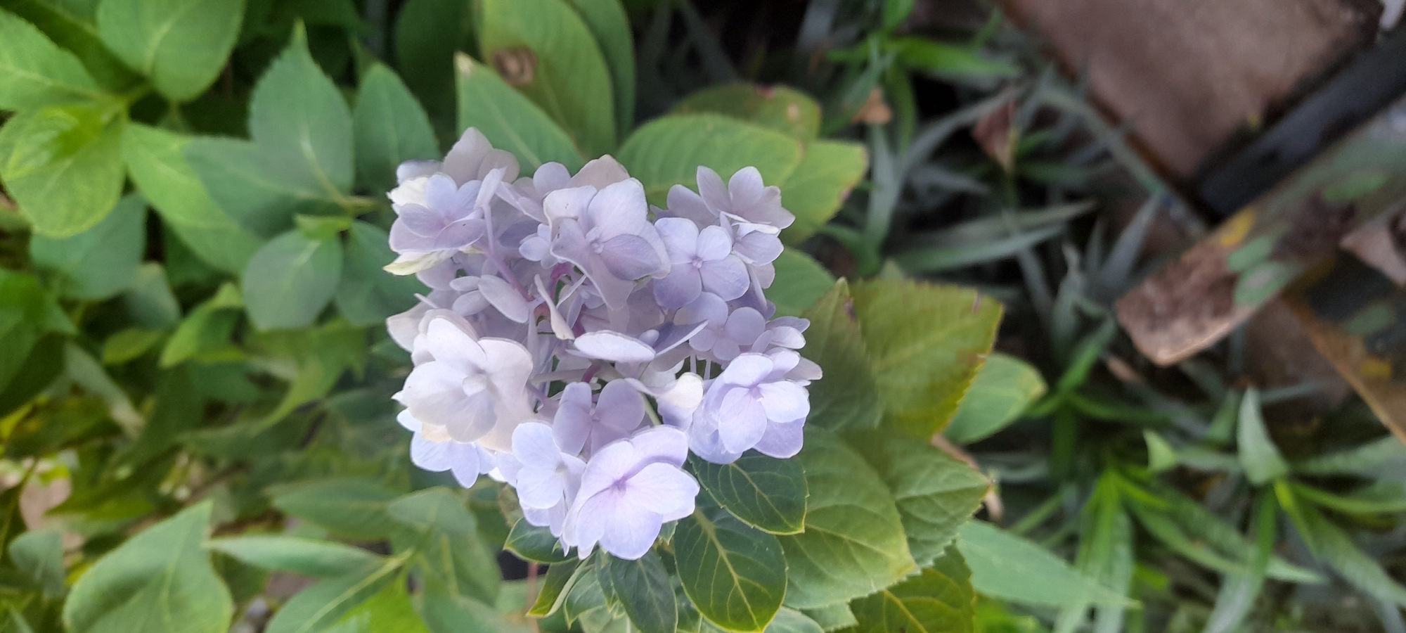 The image shows a close-up view of a light purple hydrangea flower cluster surrounded by green leaves. The background includes other plants and a blurred wooden object. The location is Buketteukuh, Indonesia. No people are visible.