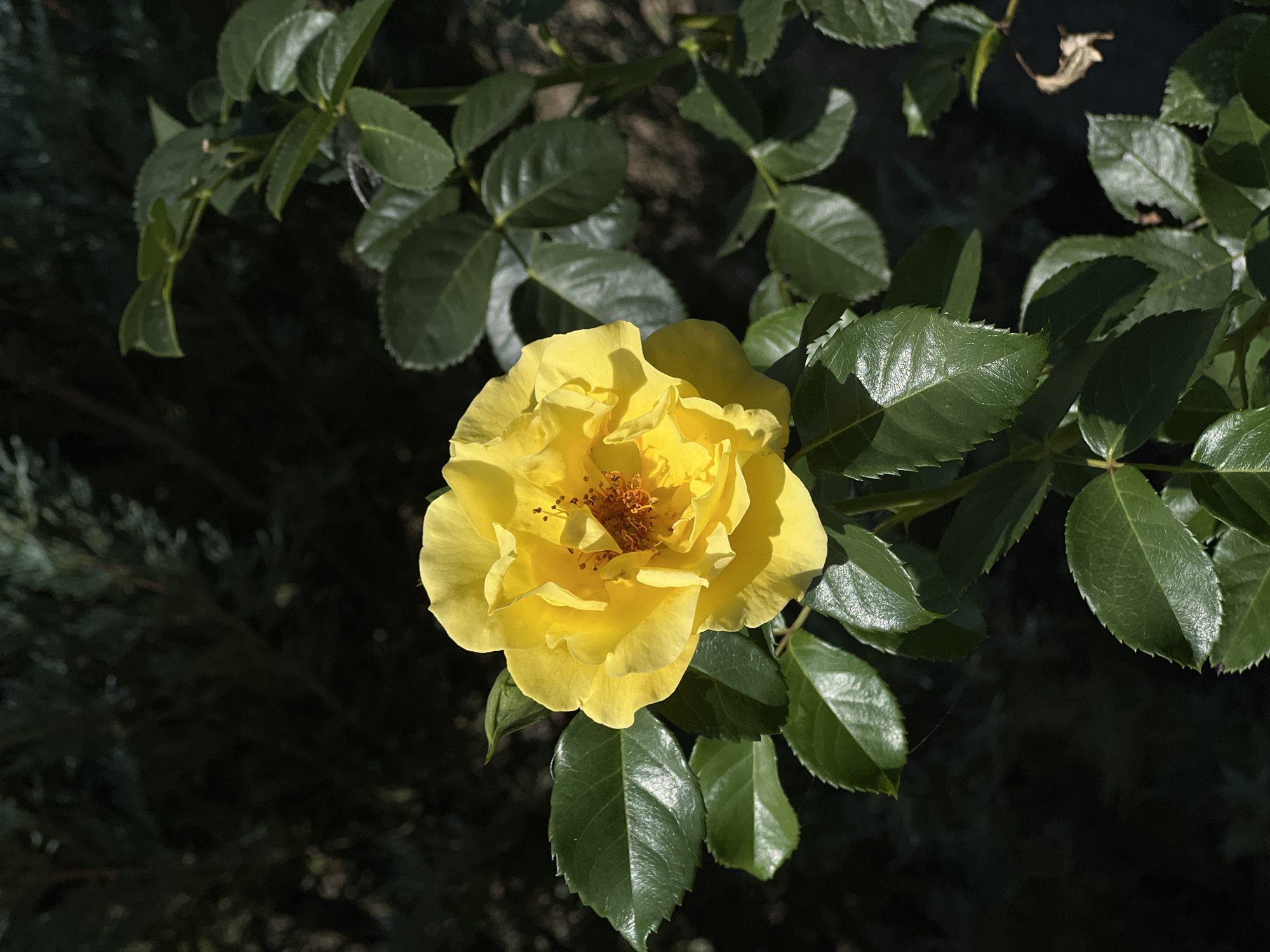 A close-up, overhead shot showcases a vibrant yellow rose bloom at the center of the frame, its petals unfurling to reveal delicate stamens. The rose is surrounded by its lush green leaves, some of which are catching the sunlight. The background is a deep, shadowy blur of dark green foliage, suggesting an outdoor setting in a garden or natural area. The lighting indicates a bright day, with distinct shadows cast by the rose's petals and leaves. No people or structures are visible.